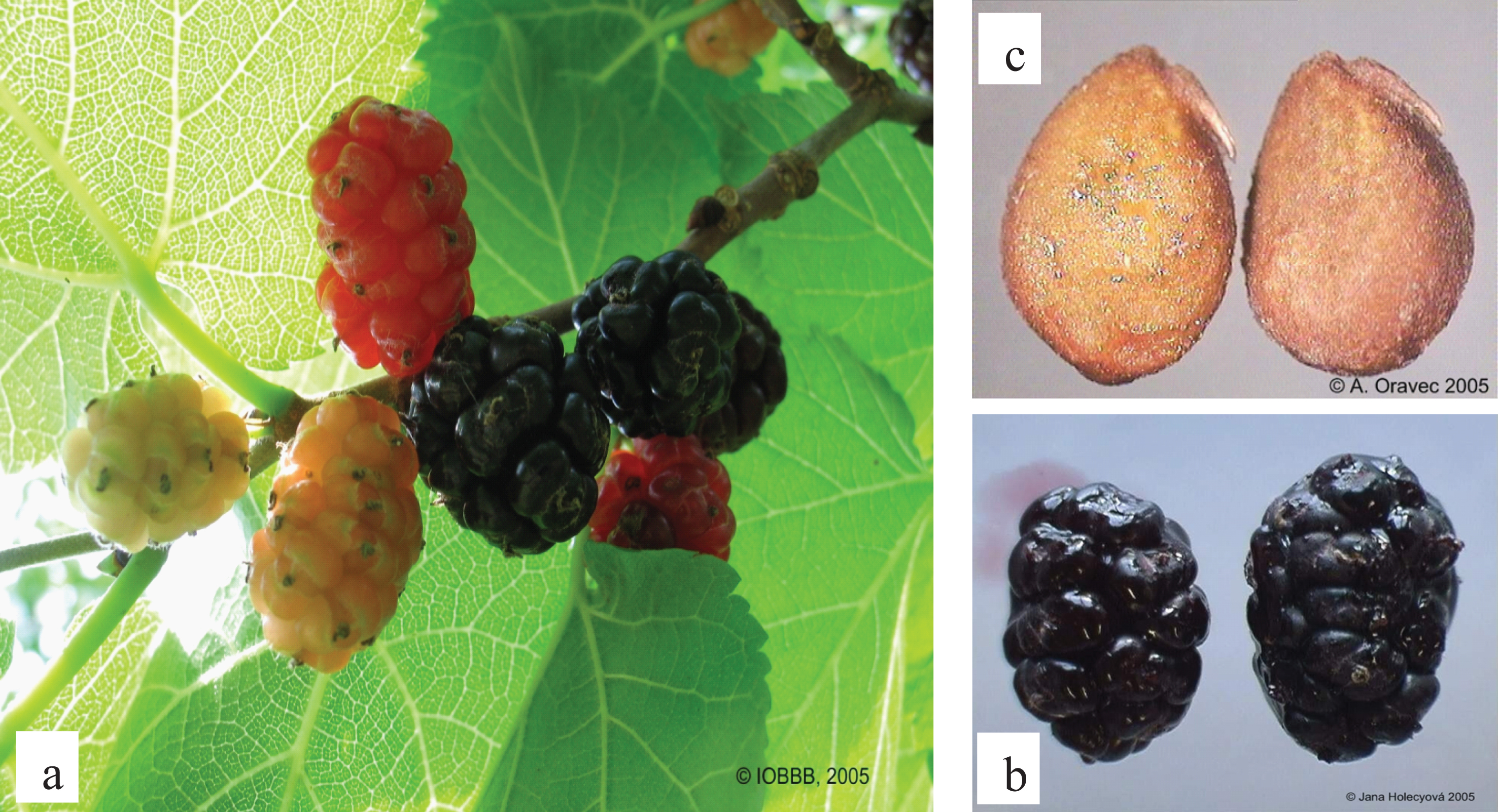 The gradual ripening of the fruit (a), the shape of fruit (b), and seeds (c) of black mulberry (Morus nigra L.). Photo J. Holecyova and A. Oravec.
