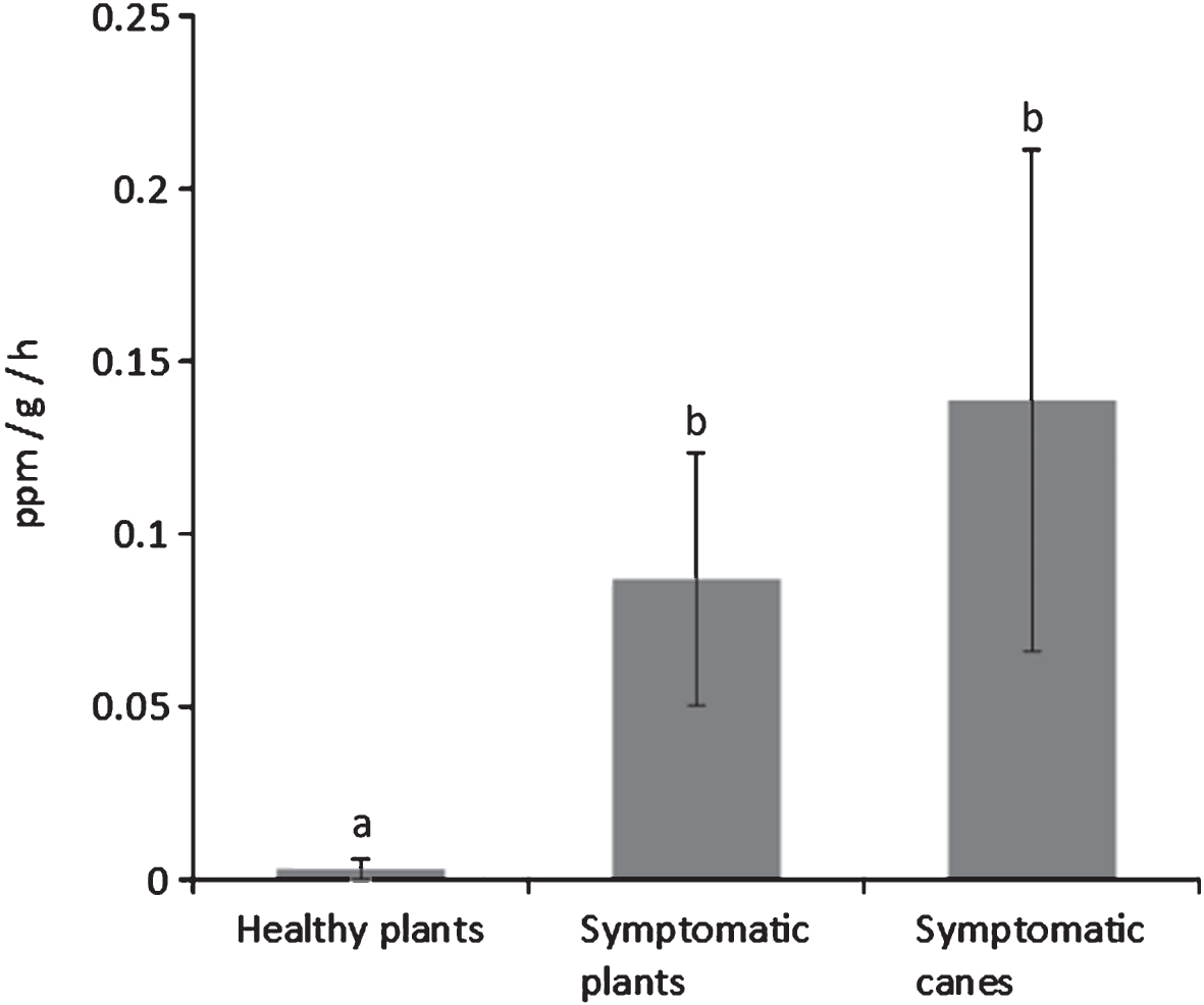 Ethylene emission rates from A. deliciosa cv. Hayward fruits taken from asymptomatic plants, plants showing bacterial canker symptoms, and canes from diseased plants where symptoms could be detected. Different letters indicate significant differences according to Fisher’s LSD test (P < 0.05).