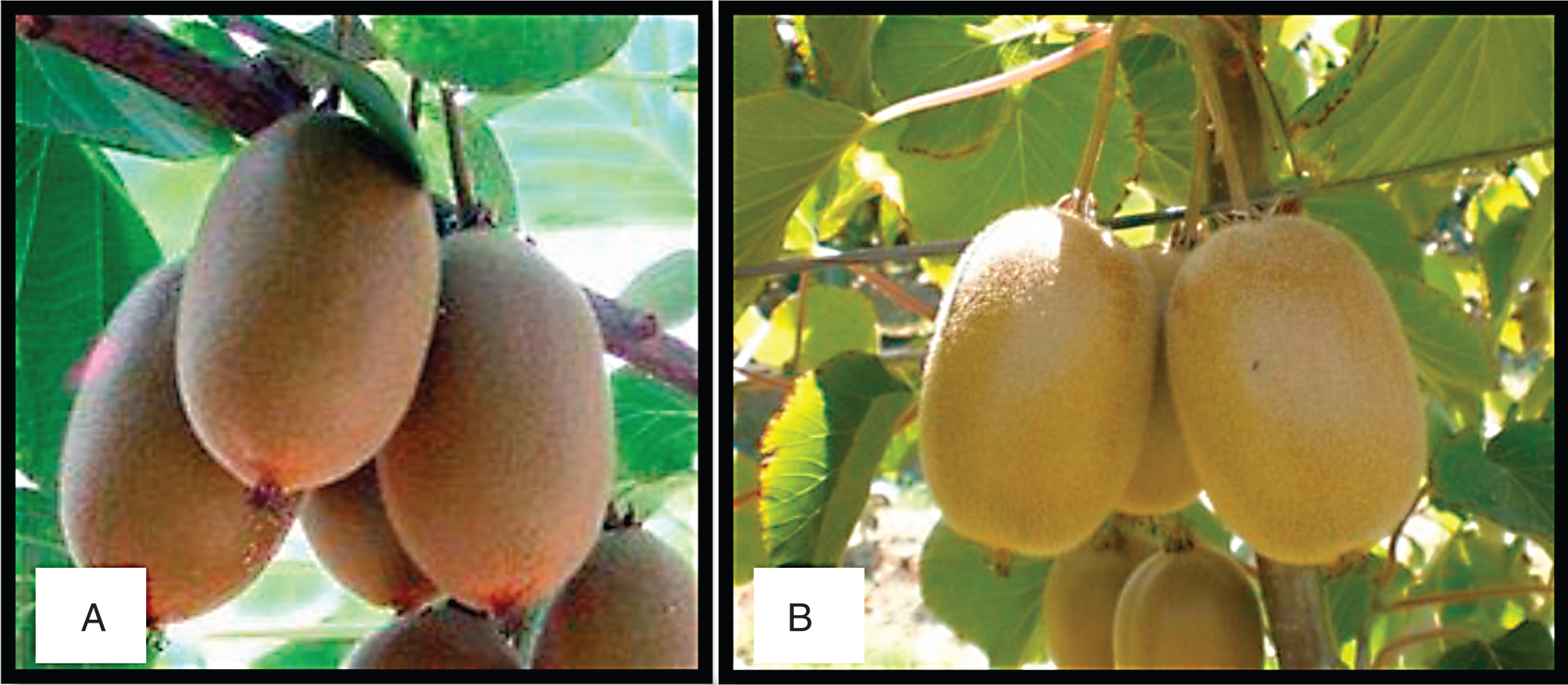 Jintao fruit (A); Dorì fruit (B).