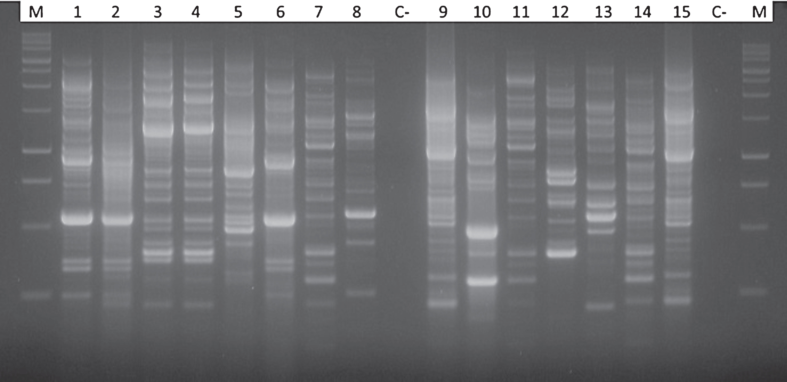 Comparison of electrophoretic patterns obtained after PCR amplification using the BOX primer (BOX-PCR) for different bacterial endophytes showing a strong antagonistic activity against Pseudomonas syringae pv. actinidiae. In the first and in the last lanes the 100 bp DNA ladder; lanes 1, 2 and 6: Pseudomonas fluorescens; lanes 3 and 4: Pantoea agglomerans; lane 5: Pseudomonas mendocina; lanes 7, 11 and 14 Pseudomonas synxantha; lane 8 and 13: Enterobacter spp.; lanes 9 and 15: Pseudomonas putida biotype A; lane 10 and 12: Kluyvera spp.