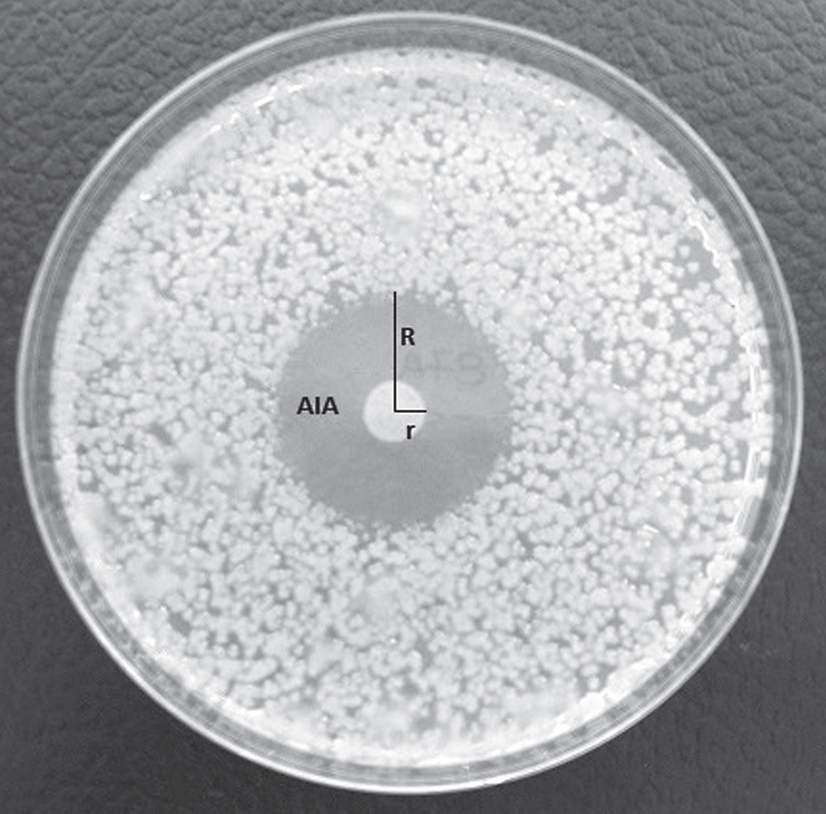 Inhibition halo developed around a macrocolony of Pseudomonas synxantha in a plate inoculated with the phytopathogenic bacterium Pseudomonas syringae pv. actinidiae. The inhibition halo was calculated as the result of following equation: AIA = (R2*3.14) – (r2*3.14).