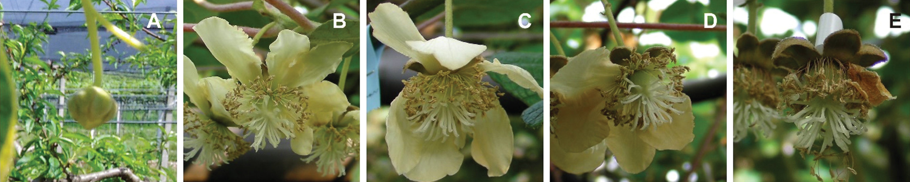 The marked flower at the time of pollination, with colored ribbon, allow to evaluate the fruit size according to the original flowering stage during pollination. A closed flower; B white petals; C ocher petals; D early petals fall; E petals fall.