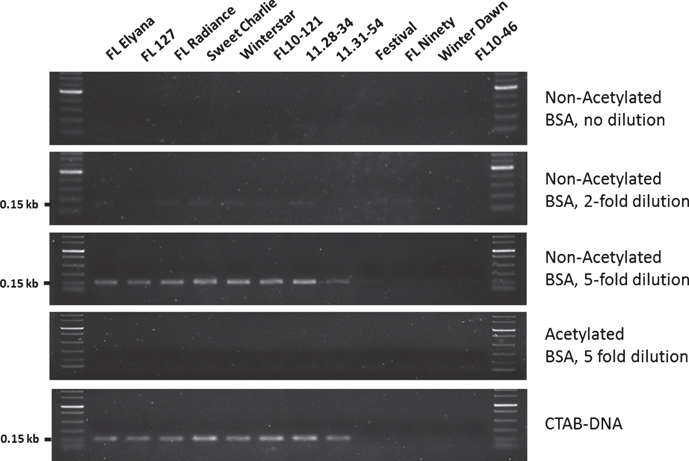 PCR amplification of FaFAD1 directly from strawberry leaf tissue. The eight cultivars and four advanced selections of strawberry (Fragaria×ananassa) were used in this study. Florida Elyana: FL Elyana, Sweet Sensation® ‘Florida 127’: FL 127, Florida Radiance: FL Radiance, Sweet Charlie, Winterstar™ ‘FL 05-107’: Winterstar, Strawberry Festival: Festival, Florida Ninety: FL Ninety, Winter Dawn, FL10-121, 11.28-34, 11.31-54 and FL10-46. Strawberry seedlings were grown in a greenhouse located at the UF/IFAS Gulf Coast Research and Education Center. CTAB-DNA samples were prepared as previously described [24]. Crude DNA extractions from leaf tissues followed a well-described NaOH-based method [14]. An amplified fragment of expected size (∼150 bp) was observed in eight accessions producing γ-decalactone for CTAB-DNA and for crude extractions after 5-fold dilution. Weak amplifications of FaFAD1 were found in all γ-decalactone producing accessions after 2-fold dilution. Acetylated or non-acetylated BSA was added to the PCR reactions using crude extracts. All experiments were repeated at least three times, and PCR amplicons were confirmed by gel electrophoresis at 230 V for 70 min using 1.5% agarose gels.