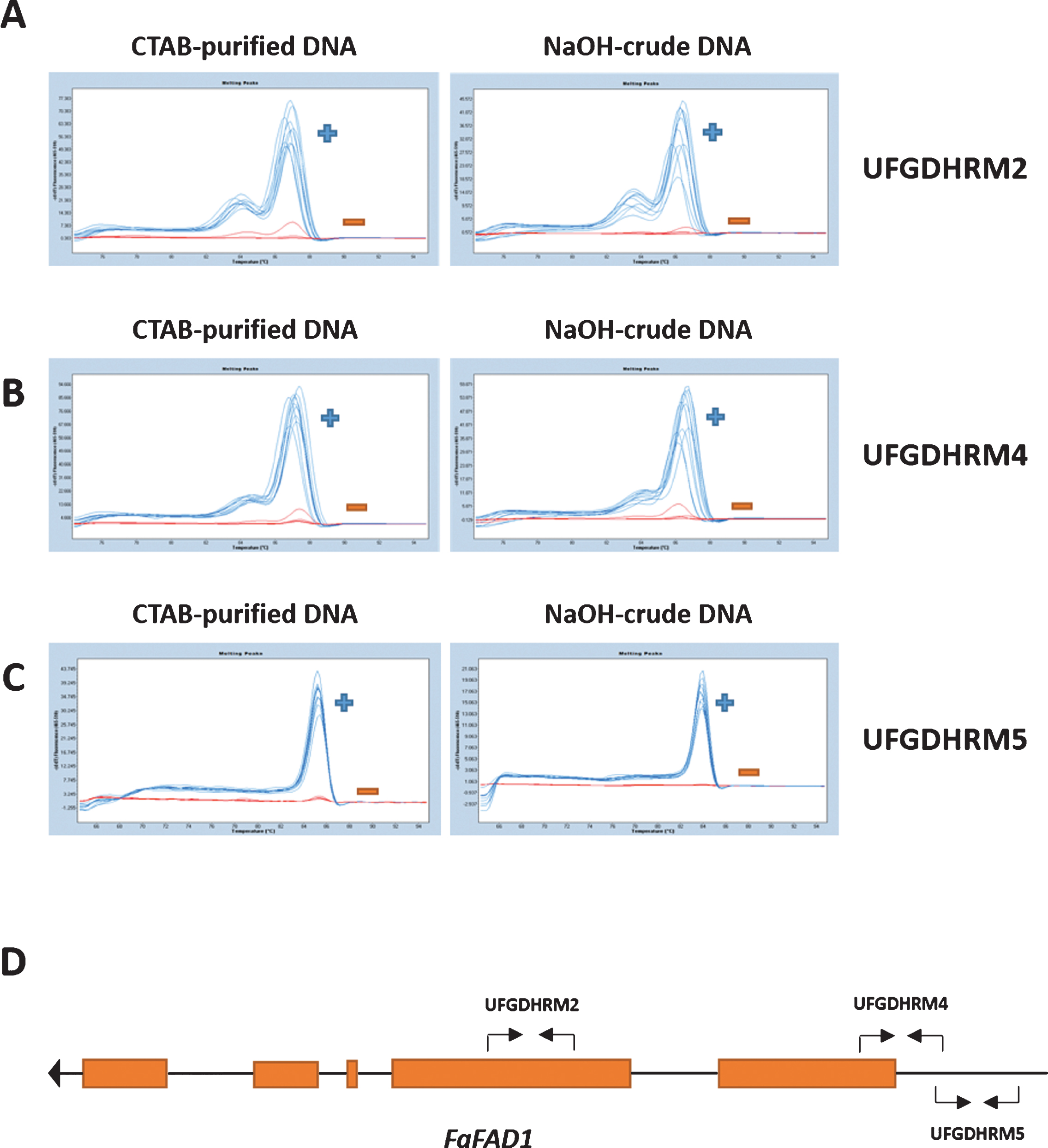 The detection of FaFAD1 using high-throughput HRM markers, UFGDHRM2, UFGDHRM4 and UFGDHRM5, in strawberry. Three primer sets were developed for HRM analysis. The HRM results from CTAB-DNA and NaOH-crude DNA extracts (5-fold dilution) were compared for three markers (A: UFGDHRM2, B: UFGDHRM4, and C: UFGDHRM5). BSA (0.1%) and PVP (1%) were included in all PCR reactions. The blue curve indicates presence of FaFAD1, while the red line indicates the absence (deletion) of FaFAD1. (D) The annotated FAD1 gene model from F. vesca was obtained from the Genome Database for Rosaceae (www.rosaceae.org). The primer location for three HRM markers was noted by black arrows.
