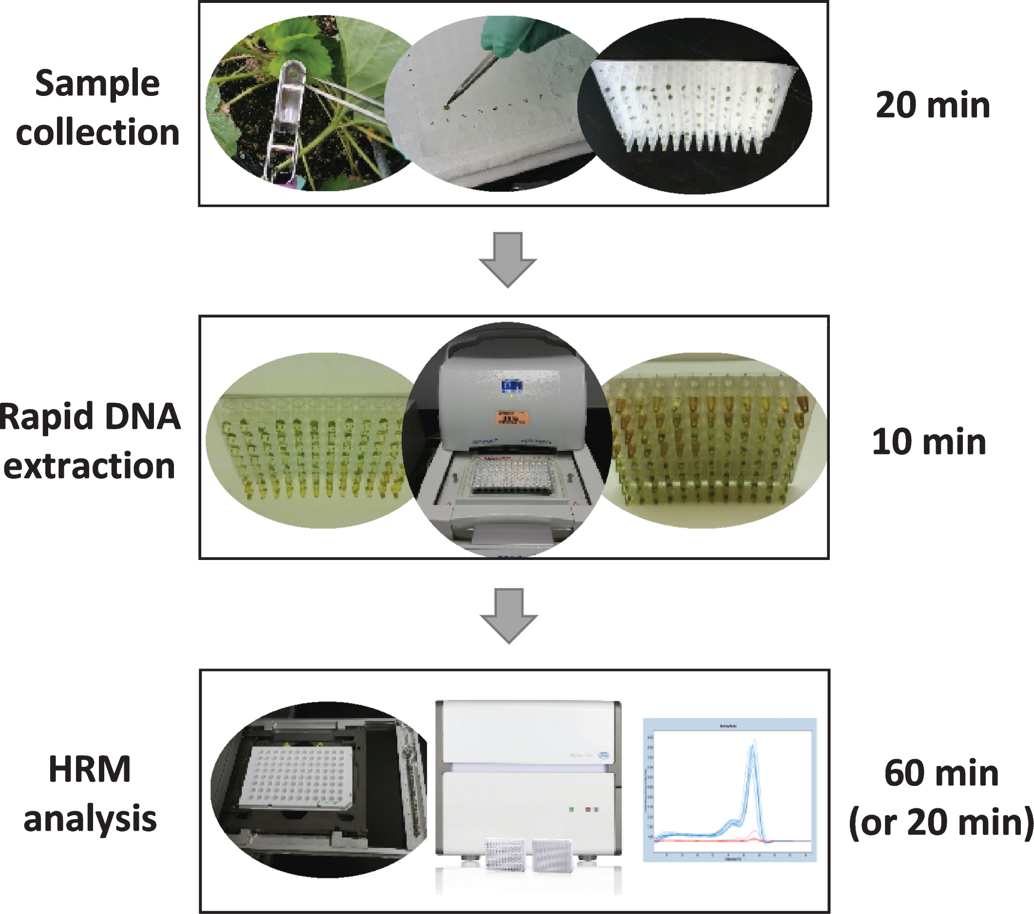 Summary schematic of a high-throughput genotyping system developed for strawberry and other Rosaceae crop breeding programs. Instead of using four leaf discs, we only collected one leaf disc (3 mm) in each well of a 96-well PCR plate and incubated 10 min with the extraction buffer in a PCR thermocycler. The crude DNA sample is diluted (2-fold for a single disc, or at least 5-fold when four leaf discs were used) with dilution buffer, and directly used for PCR amplification and HRM analysis using a LightCycler 480 system II. The total procedure, for either 96 or 384 format, can be completed in 2 to 3 hours. The procedure for the HRM scan of a 384-well plate (without PCR amplification) can be done in 20 min.