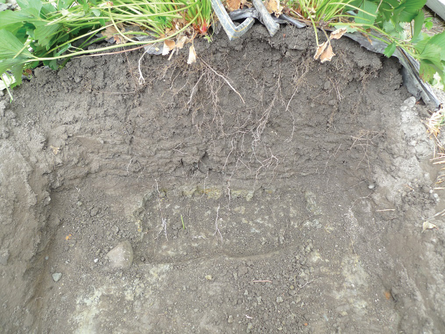 Cross section of a bed showing how strawberry roots distribute in the profile in August 2014 at fertilization level II. There were earthworm burrows, going deep into the plow layer.