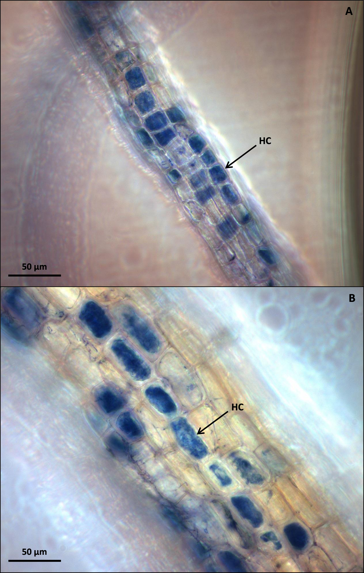 (A) Mycorrhizal V. myrtillus roots after freezing at –20 °C and staining with Trypan Blue and displaying intracellular hyphal coiling (HC). (B) Mycorrhizal V. vitis-idaea roots after freezing at –20 °C and staining with Trypan Blue and displaying intracellular hyphal coiling (HC). Bar = 50μm.