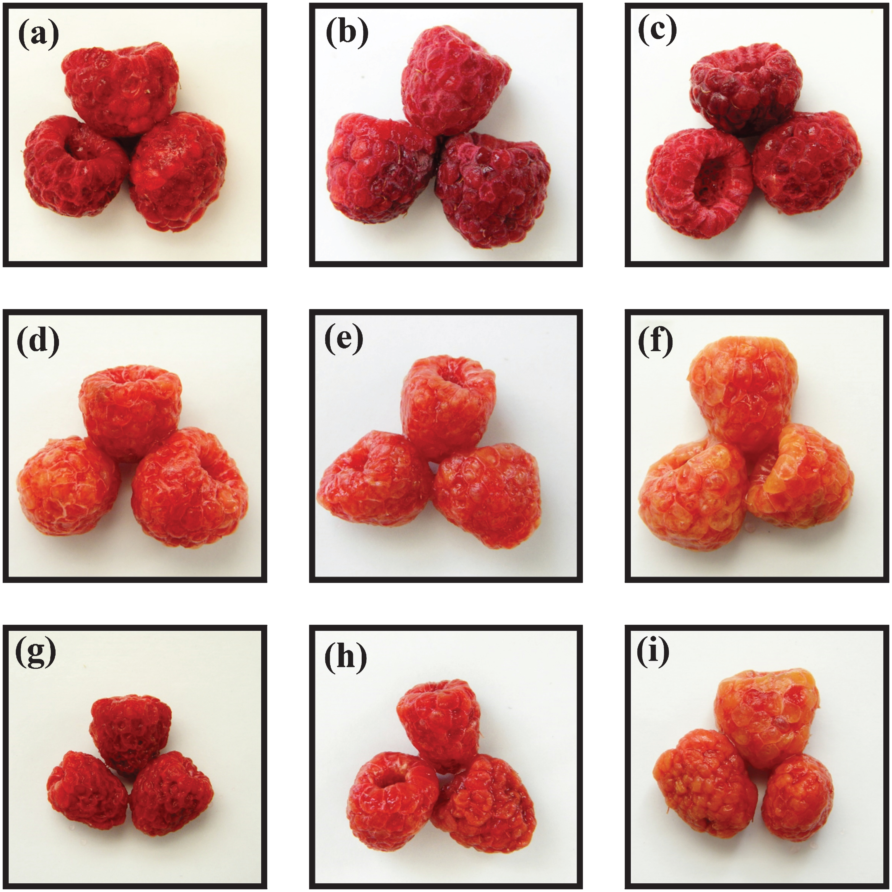 Images obtained after rehydration at 25°C of freeze-dried raspberries at different values of rehydration time. Control (C): 5 min (a), 20 min (b) and final (c). Wet infusion (WI-BAC): 5 min (d), 20 min (e) and final (f). Dry infusion (DI-BAC): 5 min (g), 20 min (h) and final (i).
