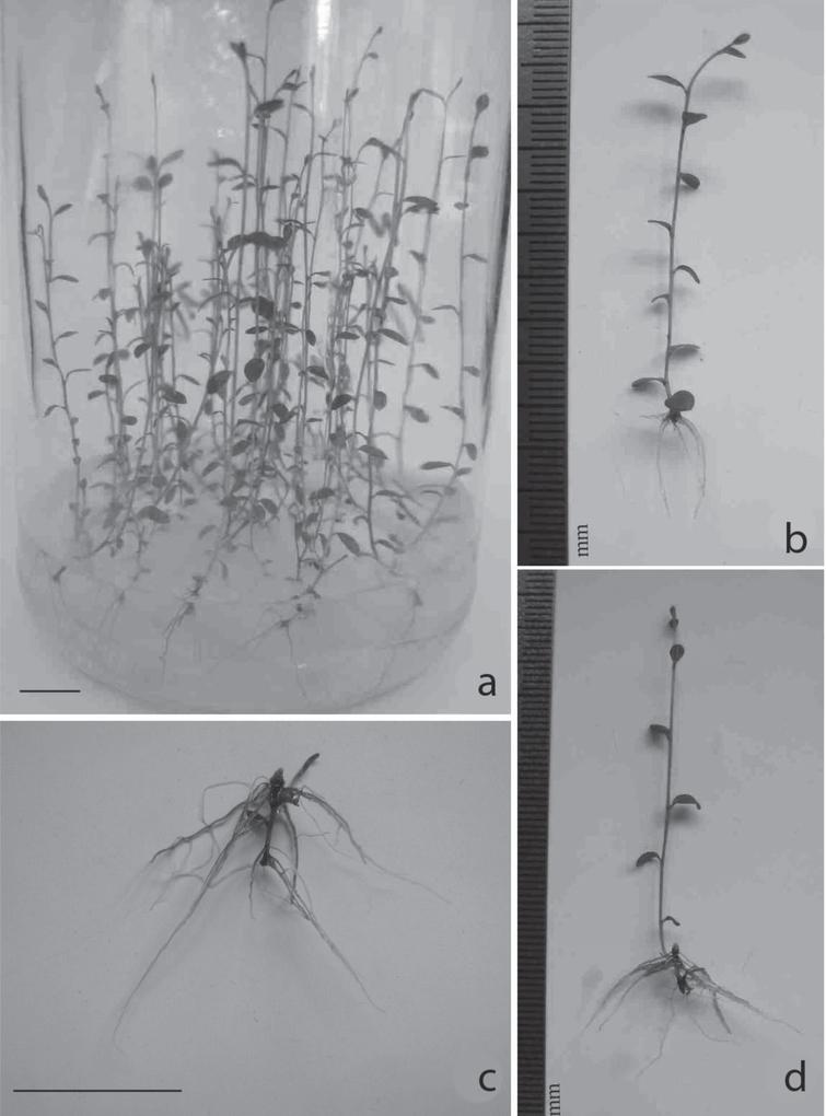 In vitro rooted shoots of V. uliginosum ‘Golubaya rossyp:’ A – control, without growth regulators, 40 d; B – ½ A medium supplemented with 3 μM IBA, 40 d; C – root formation on microshoots after treatment with 148 μM IBA, 30 d; D- shoot formation after treatment with 148 μM IBA, 40 d. Bar: 1 cm.