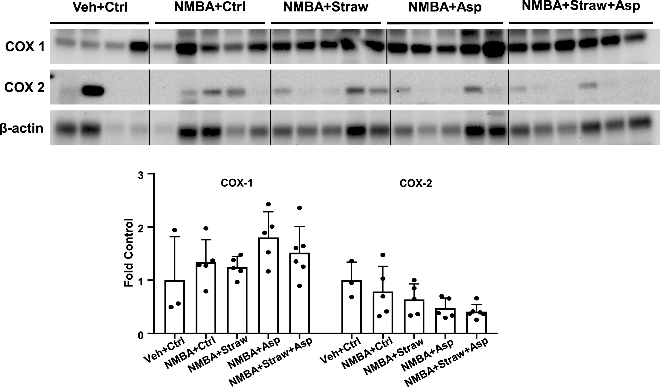 Strawberries and aspirin do not affect cyclooxygenase expression. Rat esophagi were collected and analyzed with western blotting to examine the expression of COX-1 and COX-2. No significant changes were observed in either the control groups or the groups on the study diets. n = 4–6.