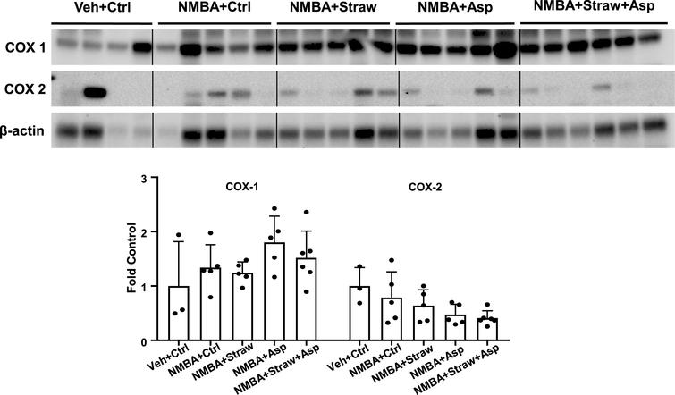 Strawberries and aspirin do not affect cyclooxygenase expression. Rat esophagi were collected and analyzed with western blotting to examine the expression of COX-1 and COX-2. No significant changes were observed in either the control groups or the groups on the study diets. n = 4–6.