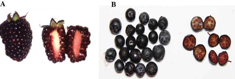 Whole and halved Andean blackberry (Rubus glaucus Benth) (A) and Andean blueberry (Vaccinium floribundum Kunth) (B) fruits.