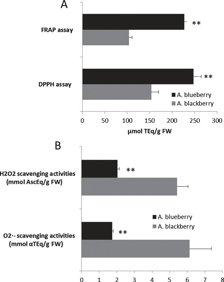 Total antioxidant capacity (FRAP and DPPH assay) (A) and O2·- and H2O2 radical scavenging activities (B) of the Andean blackberry and Andean blueberry crude extracts. Results are reported as mean±SD of three experiments. **P≤0.01, significant differences compared to the Andean blackberry. Superoxide radical (O2·-) scavenging capacities were expressed as mmol of α-tocopherol equivalents (αTEq) per g of FW (mmol αTEq/g FW), whilst the capacity to scavenge hydrogen peroxide (H2O2) was expressed as mmol of ascorbate equivalents (AscEq) per g of FW (mmol AscEq/g FW).