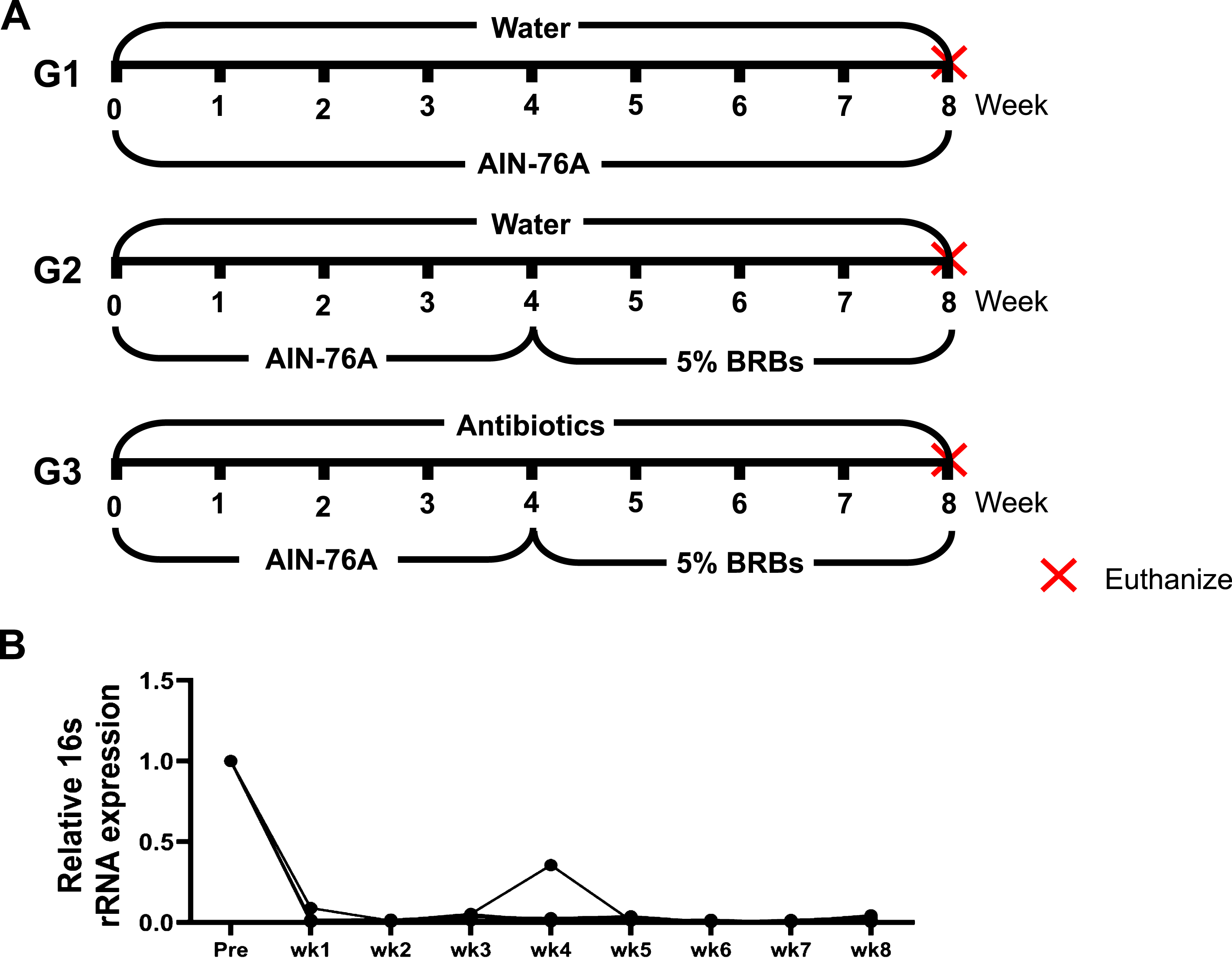 (A) Animal experimental protocol of the current study. ApcMin/+ mice were randomly assigned to three study groups. The mice in G1 were fed regular drinking water and the control diet for 8 weeks. The mice in G2 were fed regular drinking water and the control diet for 4 weeks, and then change to 5% BRBs for additional 4 weeks. The mice in G3 were first given the control diet and antibiotics (1 g/L ampicillin, 1 g/L neomycin, 1 g/L metronidazole, and 0.5 g/L vancomycin) in the drinking water for 4 weeks. For the next 4 weeks, they were fed 5% BRBs along with the antibiotic treatment. (B) Antibiotics in the drinking water substantially decreased gut bacterial populations in ApcMin/+ mice. wk: week.