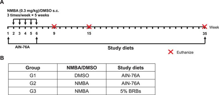 A post-initiation protocol was used to investigate the effects of BRBs on gene expression during the development of NMBA-induced preneoplastic esophagi in rats. (A) Study protocol of the post-initiation model. Rats were injected s.c. with NMBA (0.3 mg/kg body weight) or DMSO three times per week for 5 weeks. Different study diets were given after NMBA injections till the end of study (week 35). Subgroups of rats were euthanized at weeks 9, 15, and 35. (B) Group assignment of the different study diets.