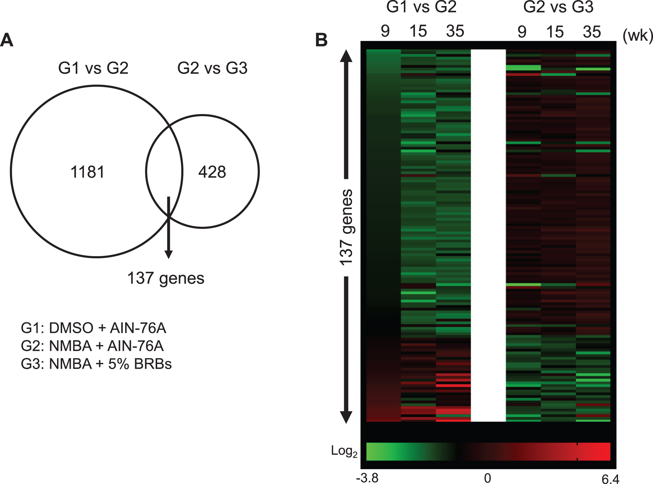 BRBs significantly regulated expression levels of 137 genes that were changed by NMBA. (A) 1181 and 428 genes were significantly changed in the comparison between G1 and G2, and between G2 and G3, respectively. There are 137 common genes between 1181 and 428 gene sets. (B) Heatmap showed relative expression levels of 137 genes.