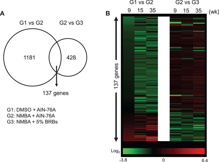 BRBs significantly regulated expression levels of 137 genes that were changed by NMBA. (A) 1181 and 428 genes were significantly changed in the comparison between G1 and G2, and between G2 and G3, respectively. There are 137 common genes between 1181 and 428 gene sets. (B) Heatmap showed relative expression levels of 137 genes.