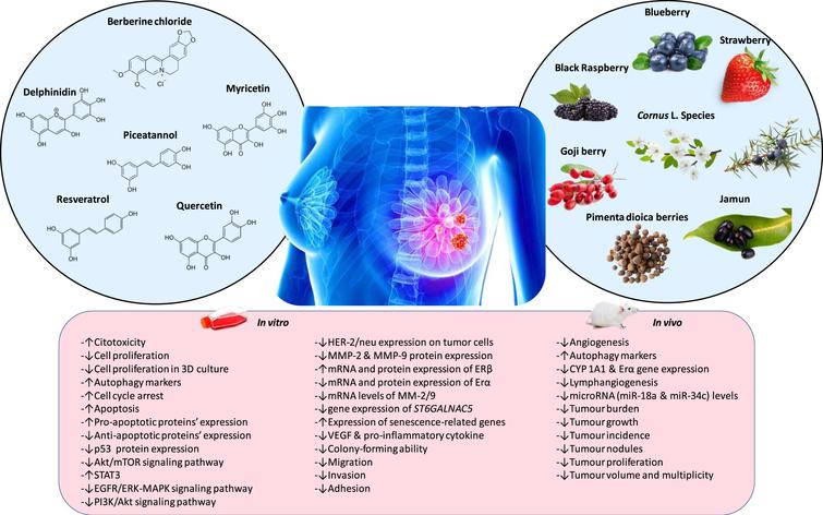 Anti-tumor and anti-cancer effects of different phenolic compounds or different phenolic extract from berries.