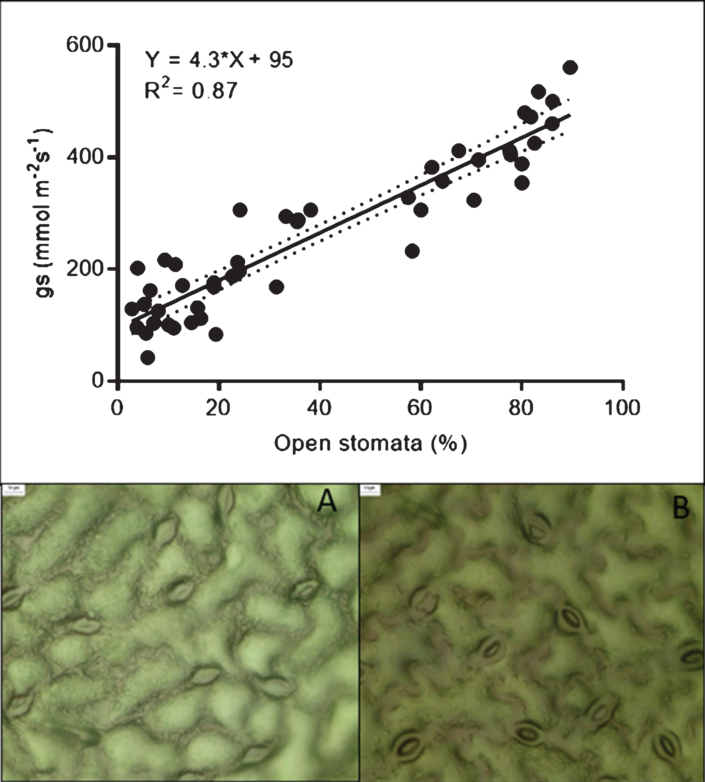The upper figure shows the relationship between stomatal conductance and stomatal opening. Figures A and B show views of stomata impressions prepared at gs values of 86 and 480 mmol m−2 s−1, respectively.