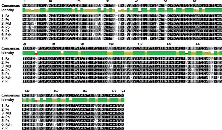 The protein aligment of traduction of TFL1 mRNA nucleotide sequence in Rosaceae species. The abbreviations correspond to Fragaria x ananassa (AMR34693.1), Fragaria vesca (NP_001267006.1), Malus domestica (NP_001280794.1), Pyrus pyrifolia (BAJ33557.1), Prunus serotina (AQX77700.1), Rosa chinensis (JQ008813.1) and Rubus idaeus (MF156853). Protein aligment was constructed using Geneious program v. 9.1.4.