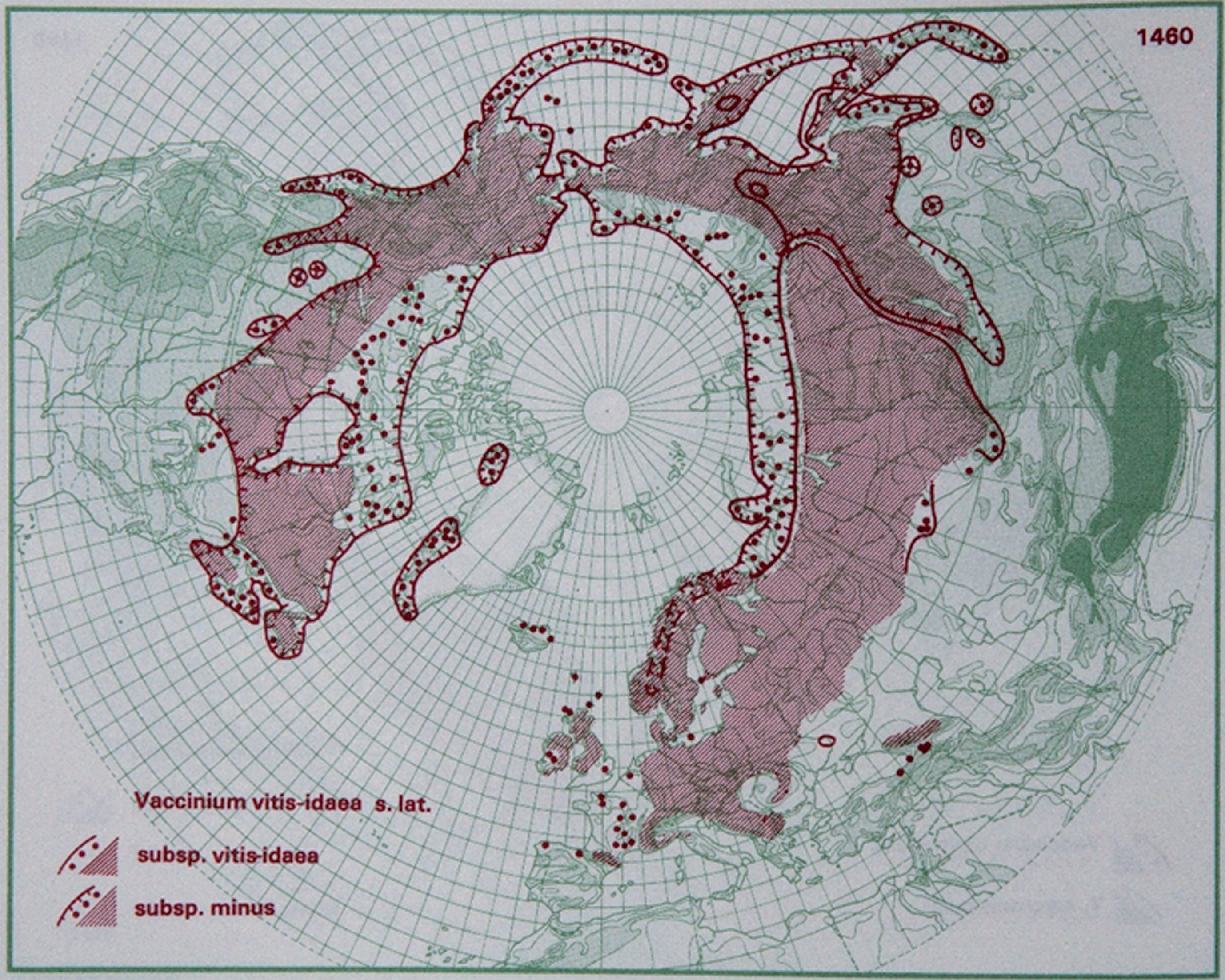 Distribution of V. vitis-idaea L. in the northern hemisphere (Hultén and Fries 1986), with the kind permission of Per Koeltz.