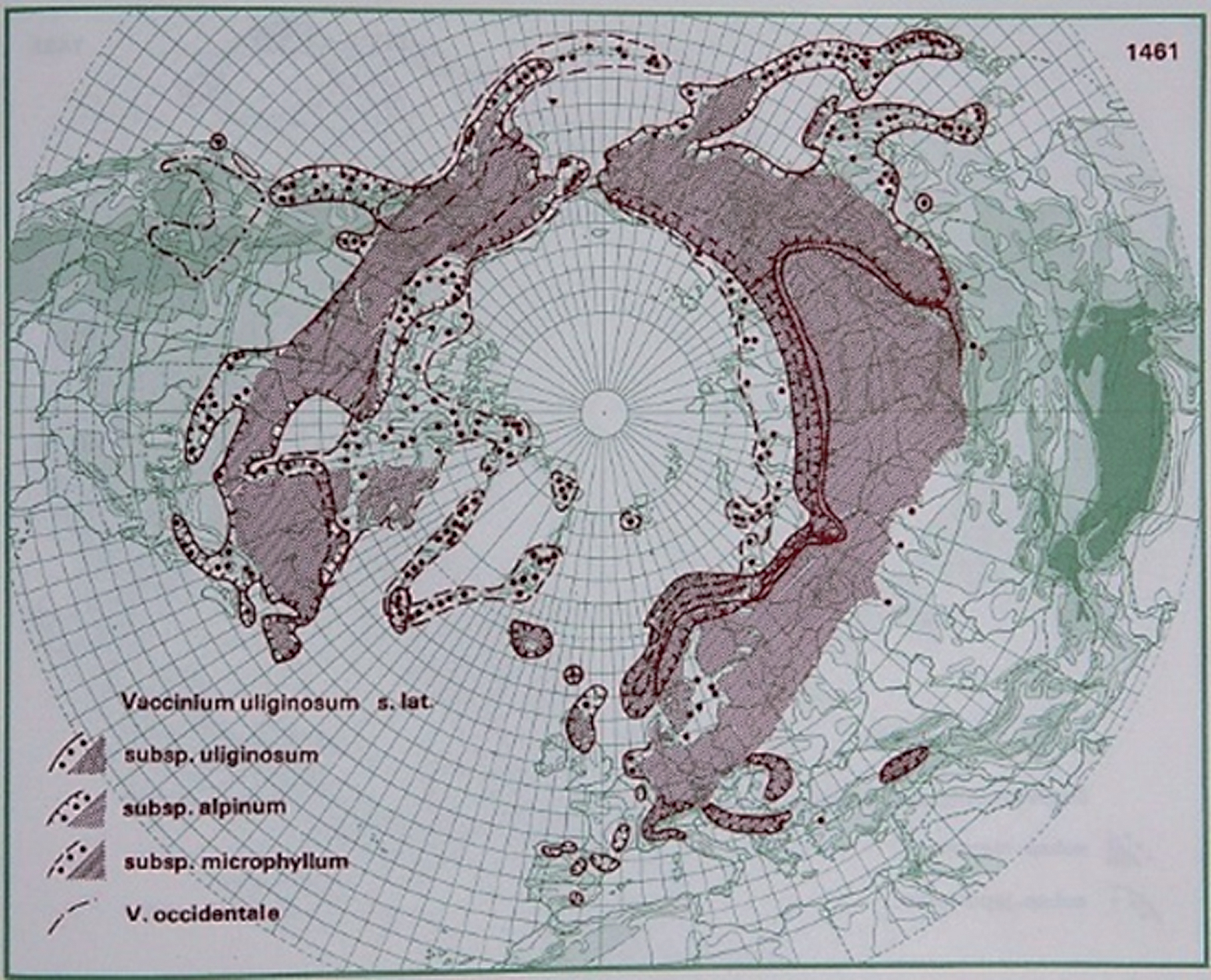Distribution of V. uliginosum L. in the northern hemisphere (Hultén and Fries 1986), with the kind permission of Per Koeltz.