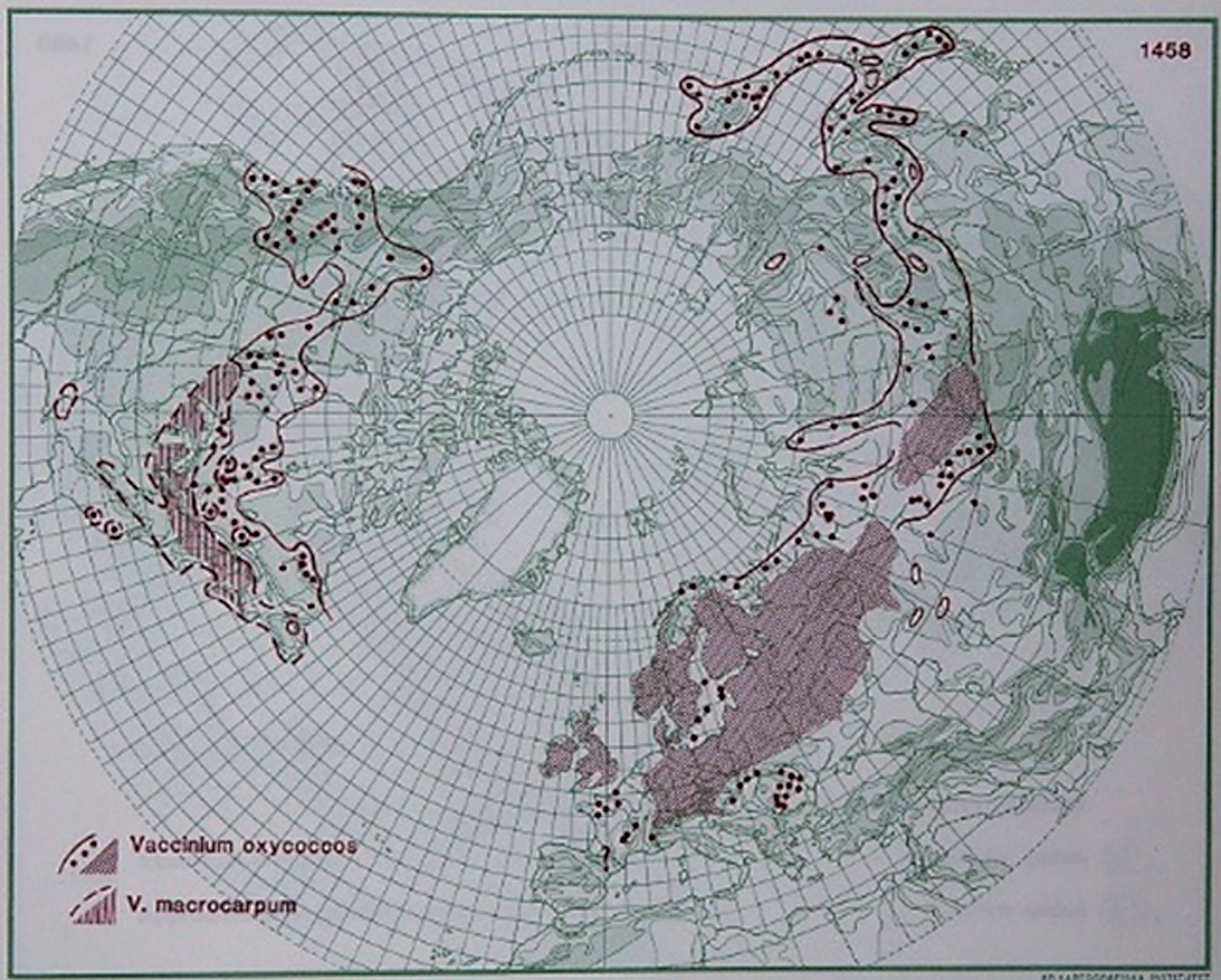 Distribution of V. oxycoccos L. and ssp. macrocarpum in the northern hemisphere (Hultén and Fries 1986), with the kind permission of Per Koeltz.