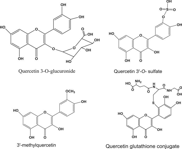 Representative structures of quercetin phase II metabolites.