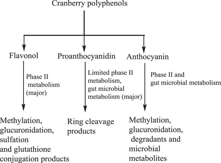 Biotransformation of cranberry polyphenols in vitro and in vivo.