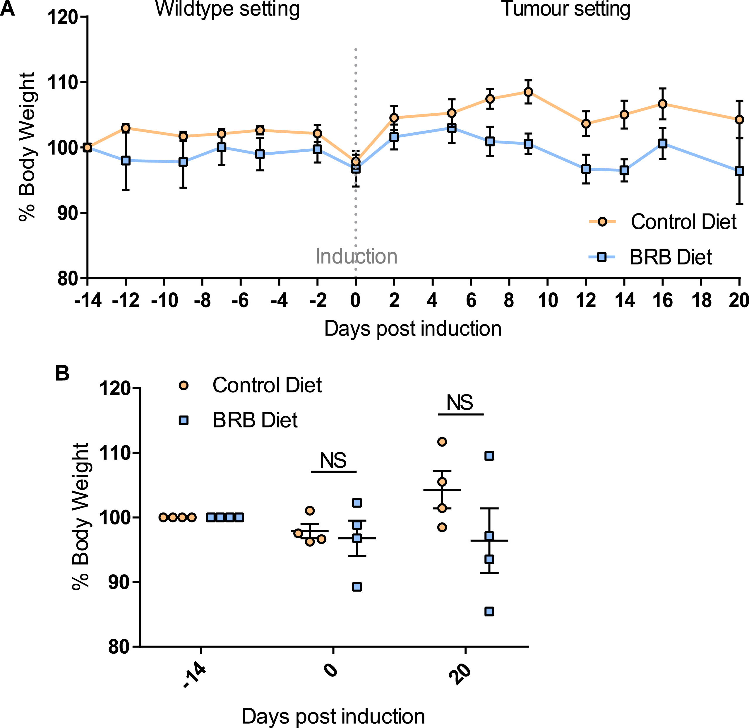 Feeding of 10% BRB diet does not alter mouse body weight over time. (A) A line graph showing % change in body weight over time. At time point – 14 days uninduced Lgr5CreERT2 Apcfl/fl mice (N = 4 per cohort) were administered either control or BRB diet. On day 0 mice were weighed prior to Tamoxifen induction of Cre-mediated Apc loss from the intestinal stem cell compartment. Mice were weighed continually until day 20 post induction where mice were culled and sampled. (B) Scatterplots showing at –14, 0 and 20 days post induction there was no significant difference in % mouse body weight of BRB fed mice compared to control fed mice. N = 4 mice per diet cohort, error bars represent standard error of mean, NS = not significant as determined by a paired t-test.