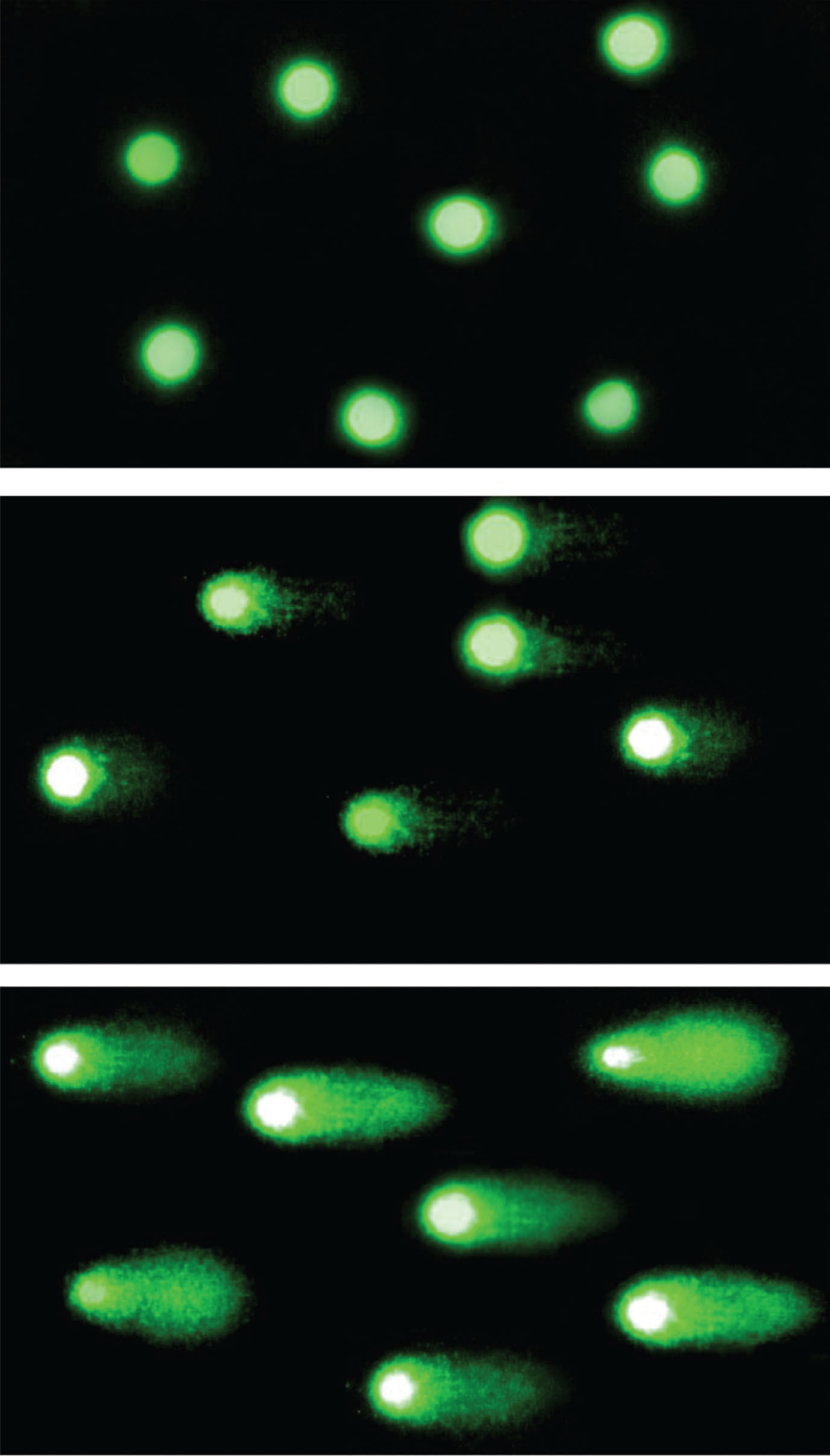 Comet assay. The comet assay visualization in fluorescence microscope in magnification of 200×. The fluorescence intensity of comet tail depends on the amount of DNA damage in nucleus. In the top picture: Nucleoids of not damaged cells; in the middle: Moderate DNA damage; in the bottom picture: Comets of severely damaged cells.
