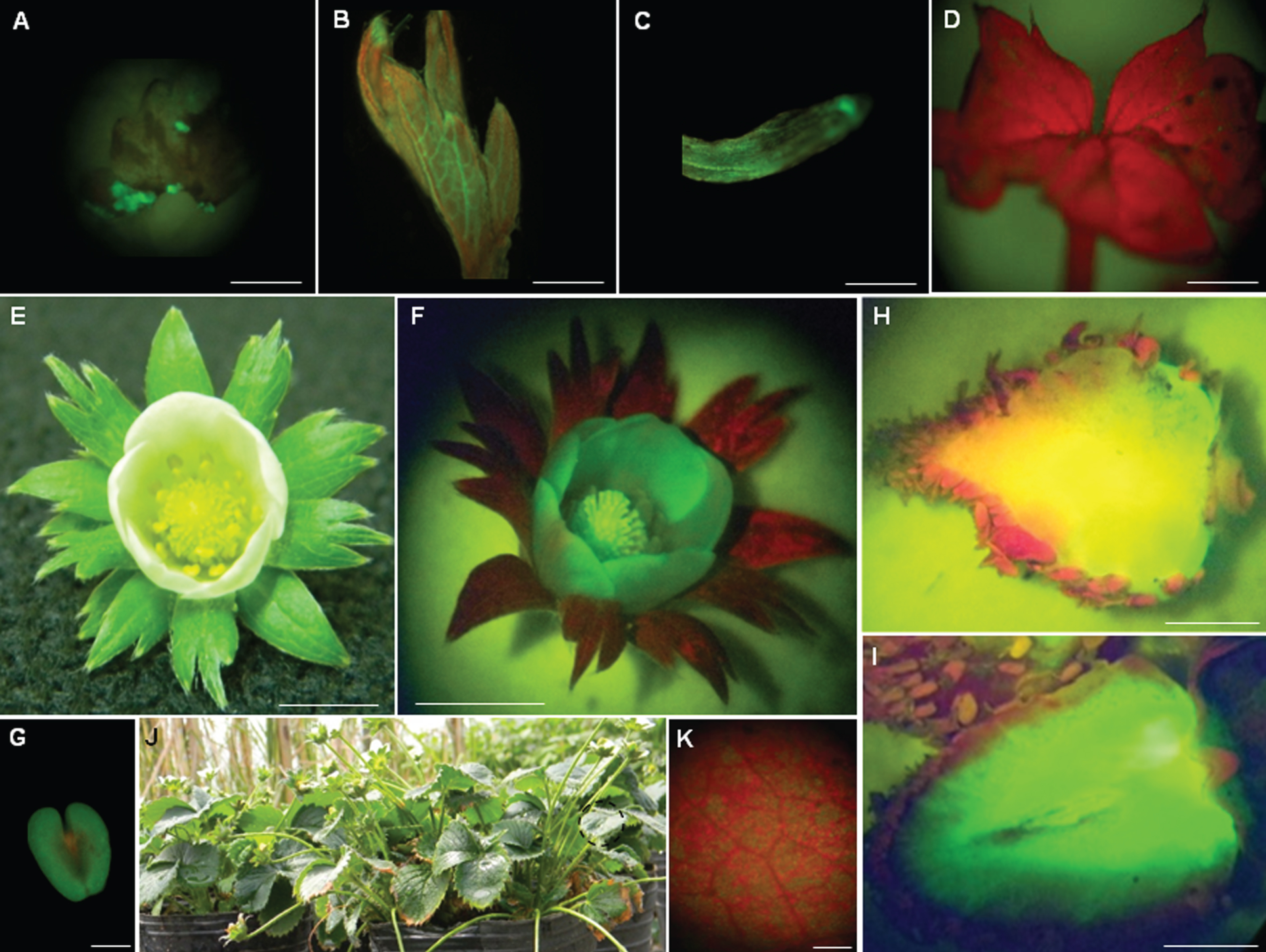 Expression of GFP protein from transformed callus to strawberry fructification. A) A transformed callus expressing GFP protein; bar = 3 mm. B) A fluorescent non-expanded leaf, bar = 3 mm; C) fluorescent root, bar = 1 mm and D) expanded non-fluorescent leaf, bar = 3 mm. Normal flower with its calyx, non-expanded petals, and numerous stamens inserted into the receptacle observed under white (E) and UV light (F); bars = 7 mm. G) A fluorescent stamen observed under UV light; bar = 1 mm. View of a longitudinally-cut white (H) and red (I) fruit observed under UV light, bars = 9 mm. J) Vegetative multiplication of stably transformed GFP strawberry plants in greenhouse. K) Foliar tissue from these plants displayed green fluorescence partially masked by red fluorescence from chlorophyll. One representative image of each developmental stadium was used for illustration.