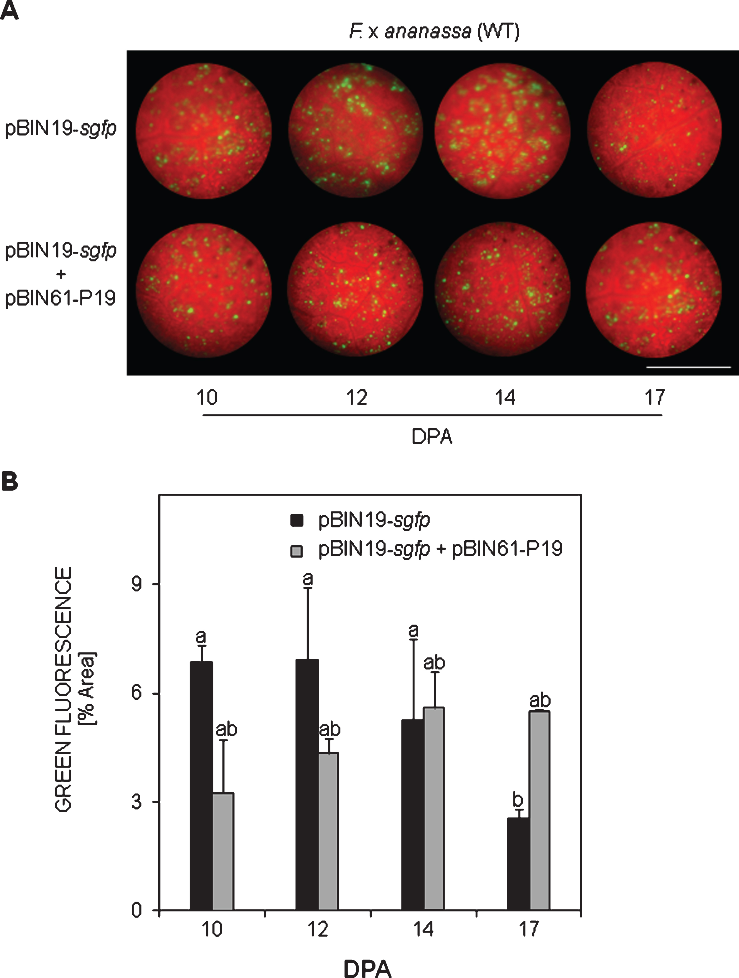 In planta suppression of intrinsic sgfp silencing in WT F. x ananassa leaves. A) Restoring of green fluorescence by the silencing suppressor protein P19 after agroinfiltration with a co-culture of pBIN19-sgfp + pBIN61-P19, compared towards the transient expression positive control pBIN19-sgfp at different days post agroinfiltration (DPA). B) Quantification of green fluorescence. Means±SEs are represented from one assay (n = 12). Analysis of variance (ANOVA) followed by LSD-Fisher test was performed. Different letters represent statistically significant differences (P≤0.10). Bar = 0.9 mm.