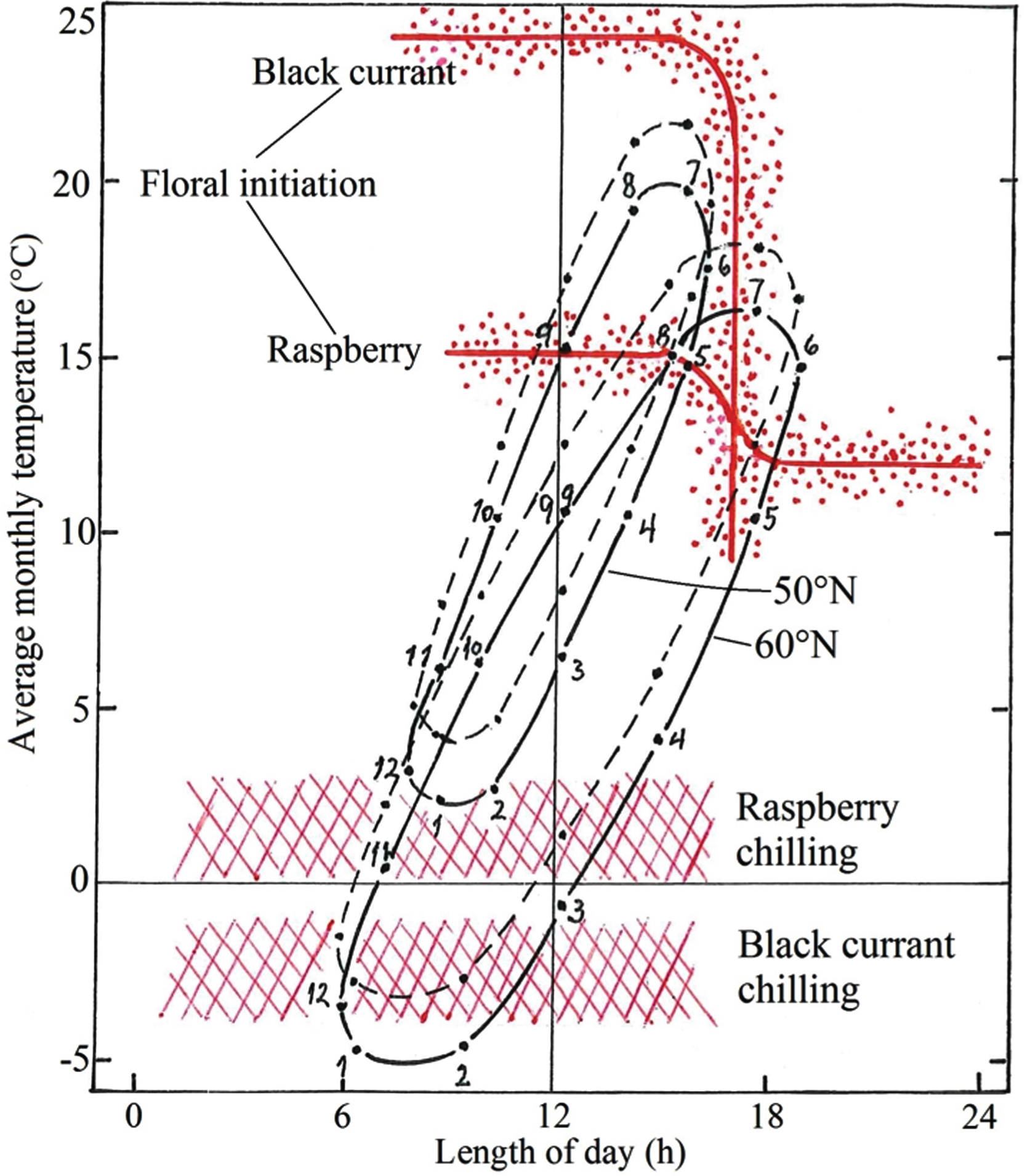 Climate-photothermographs for Ås, Norway (60°N) and Geisenheim, Germany (50°N) together with critical response curves for floral initiation and release from winter dormancy in black currant and biennial-fruiting raspberry. For illustration of the consequences of a 2°C warming for the two crops, stippled graphs with +2°C displacement are also presented for each of the two locations. Numbers denote the months of the year.