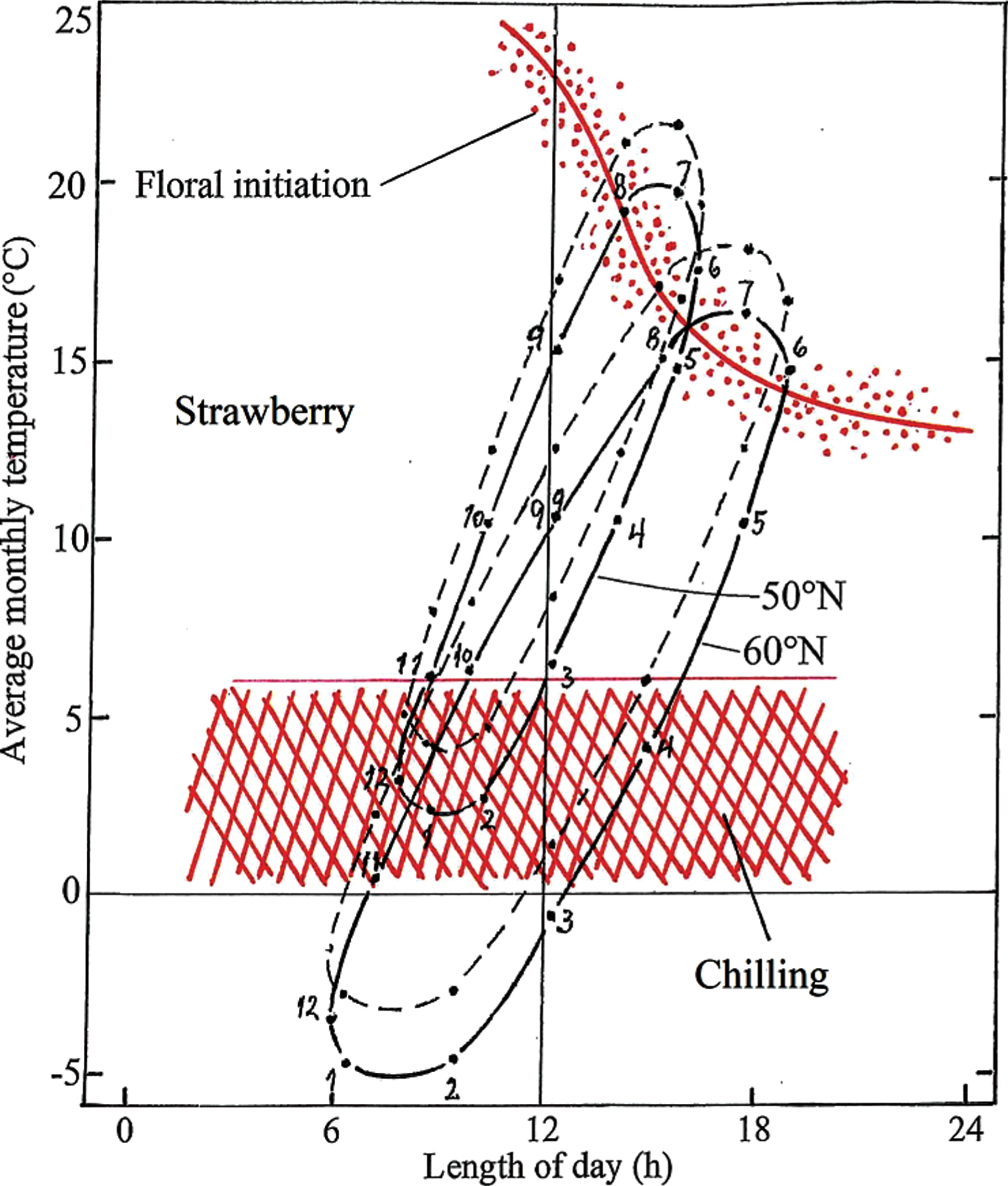 Climate-photothermographs for Ås, Norway (60°N) and Geisenheim, Germany (50°N) together with critical response curves for floral initiation and release from winter dormancy in seasonal-flowering (non-everbearing) strawberry. For illustration of the consequences of a 2°C warming, stippled graphs with +2°C displacement are also presented for each of the two locations. Numbers denote the months of the year.