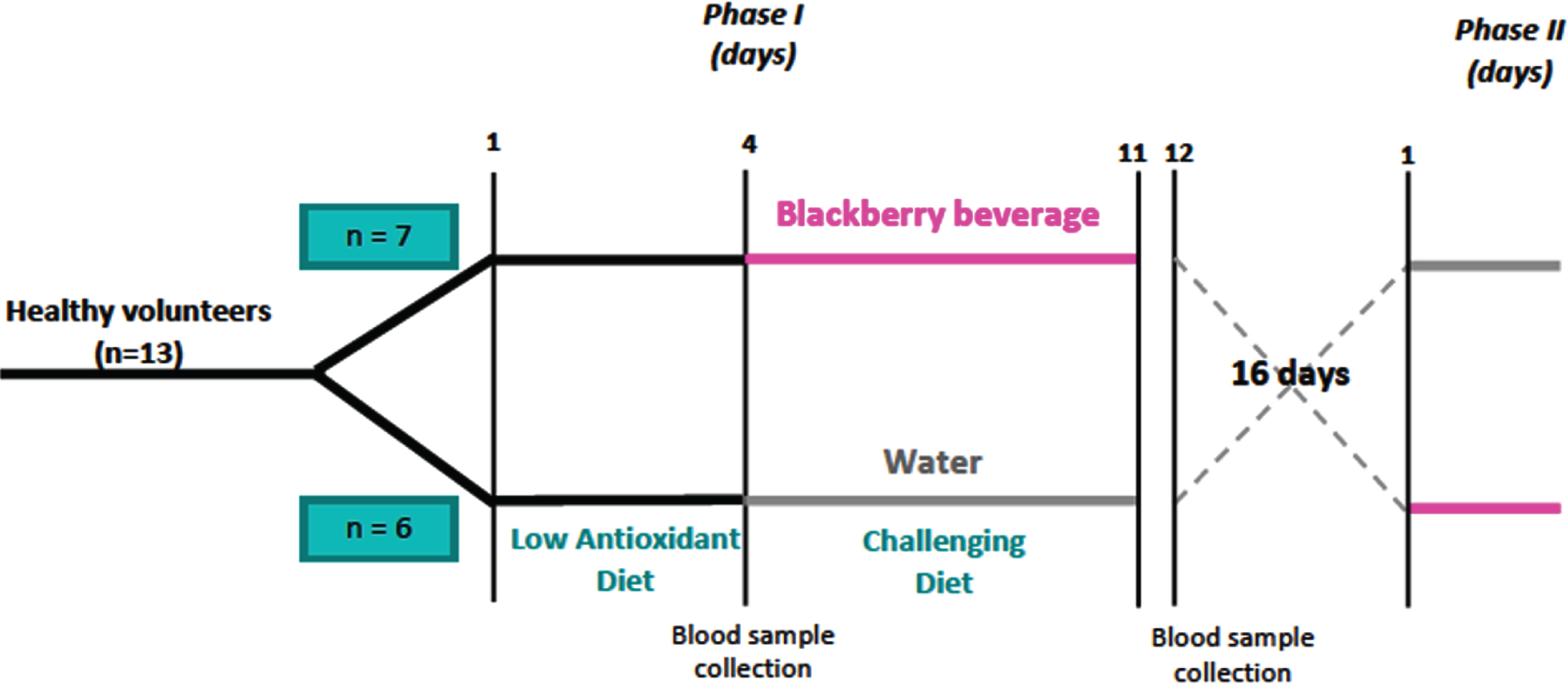 Blackberry beverage clinical trial crossover design.