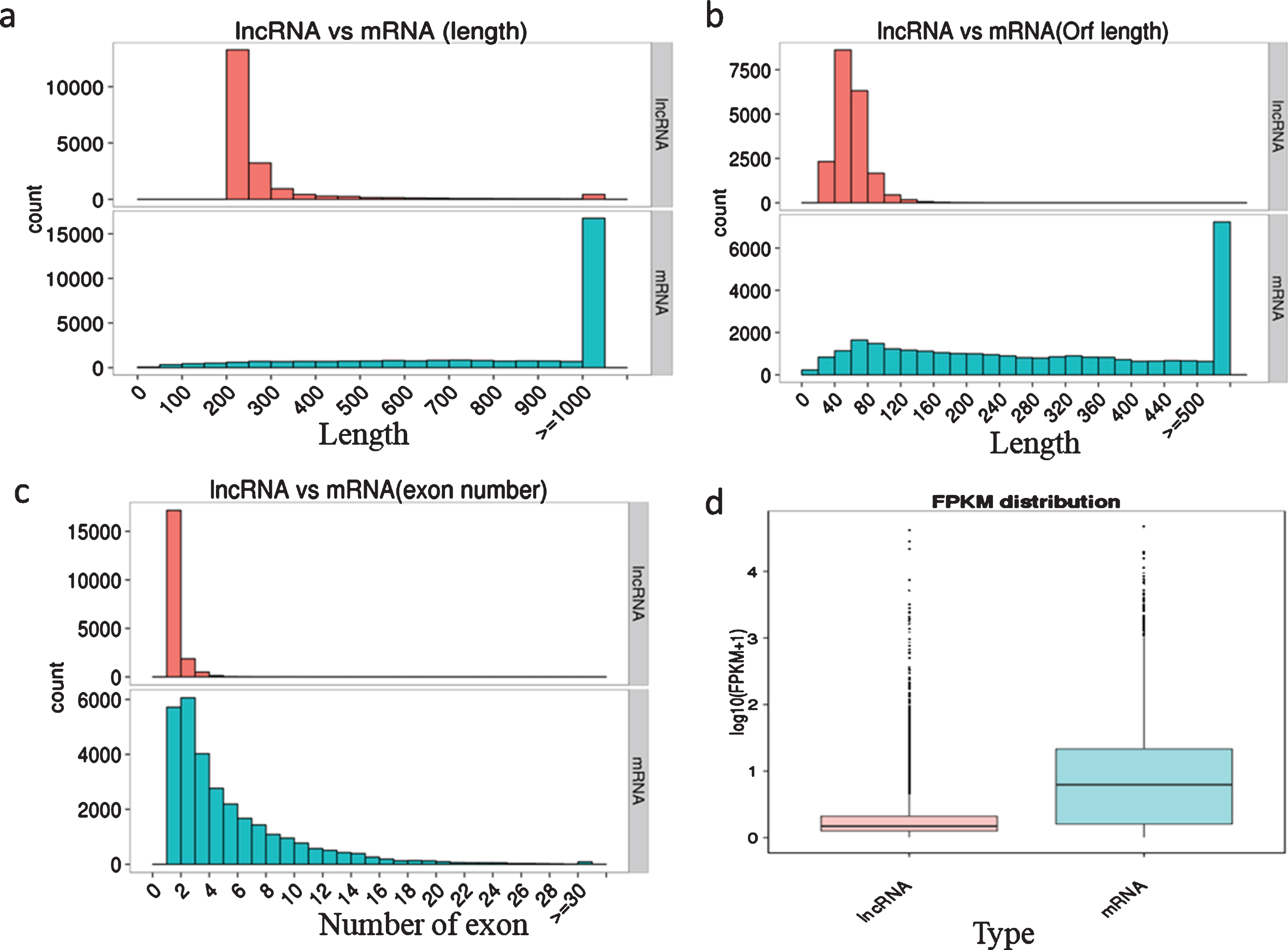 Characterization of genomic features of the lncRNAs and mRNAs. a, Length distribution of the transcripts; b, Open reading frame length of the transcripts; c, Exon number of the transcripts; d, FPKM distribution of the transcripts.