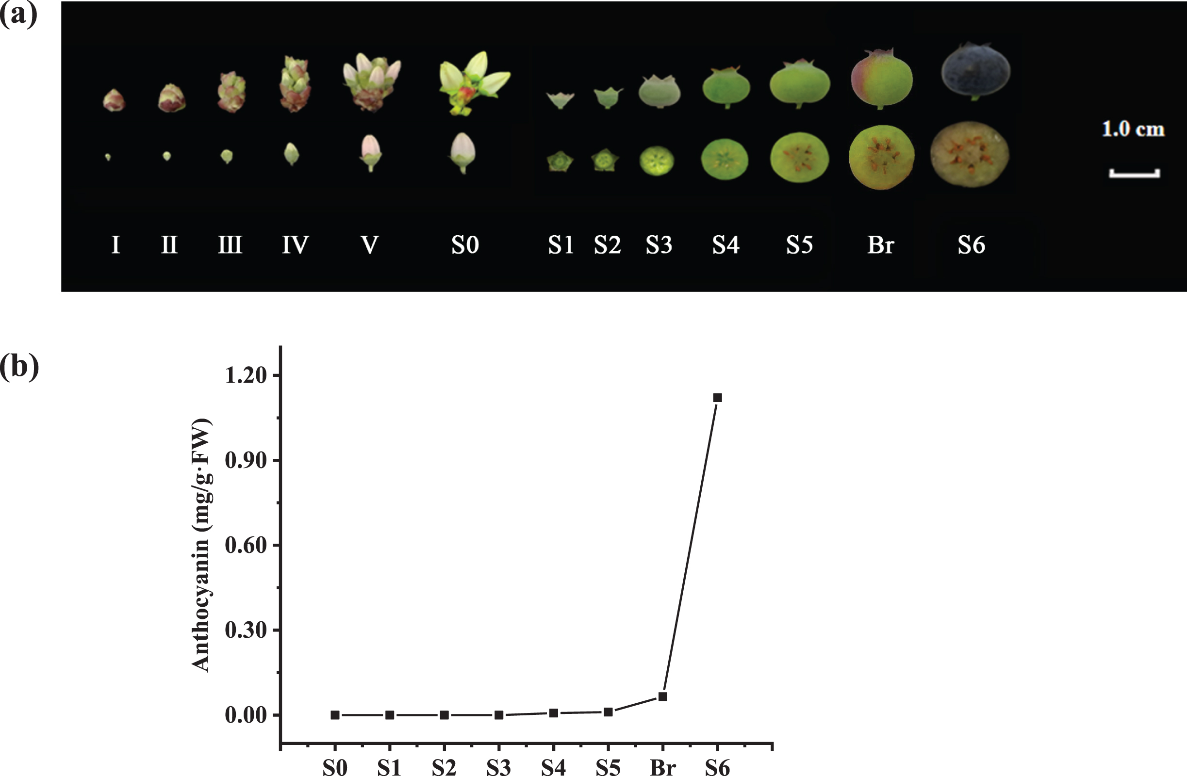 Developmental stages and anthocyanin contents of V. corymbosum (cv. O’Neal) flowers and fruits. a. The flower and berry developmental stages used in this study. b. The total anthocyanin content in the ovaries and fruits throughout development.