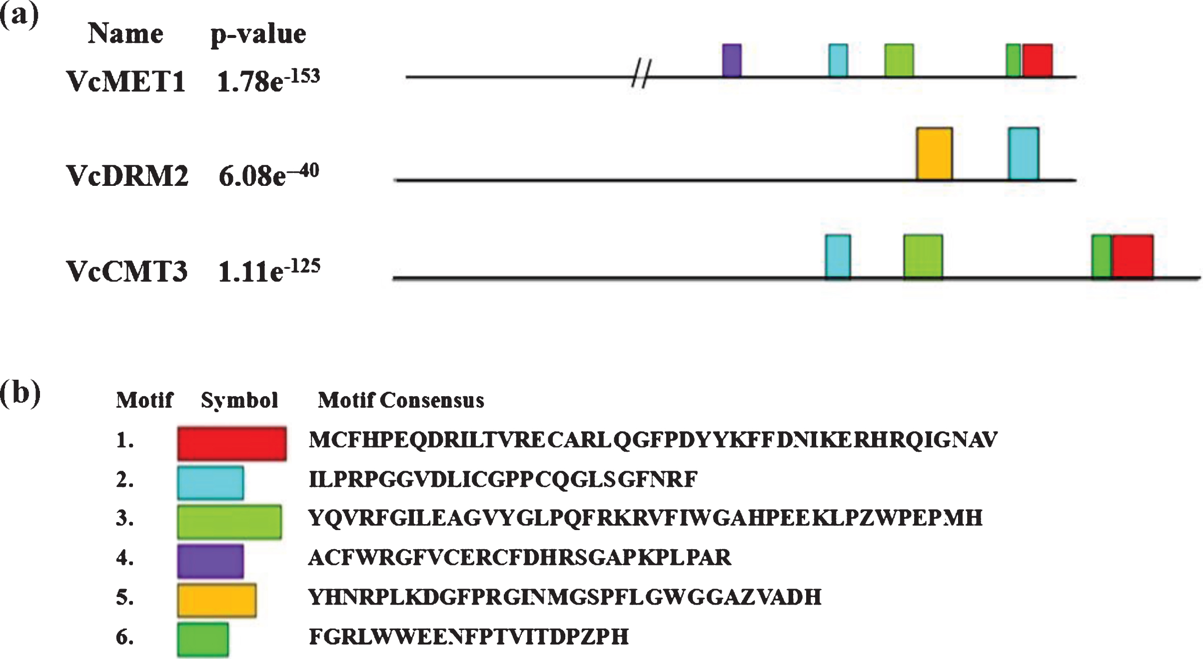 MEME generated conserved structures and sequences from isolated V. corymbosum DNA methylation-related proteins.
