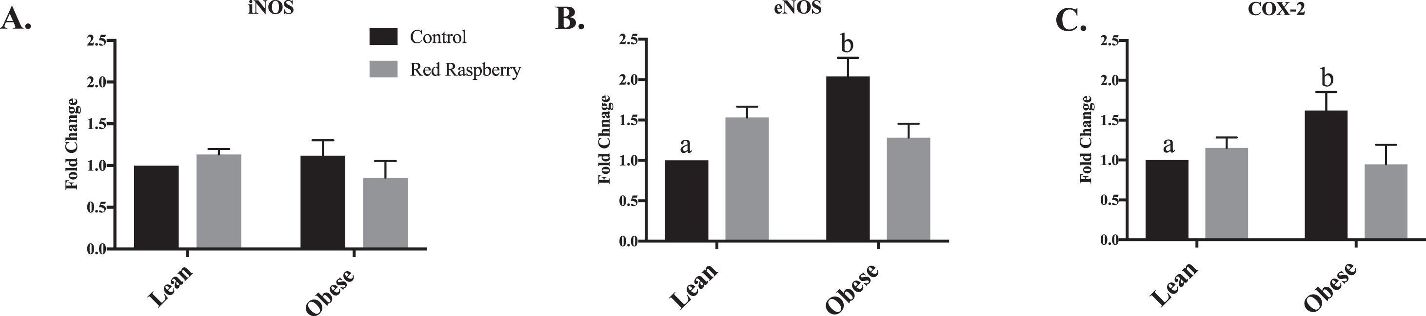 (A-C): Relative gene expression of the aorta of lean (LZR) and obese (OZR) Zucker rats assigned a control (C) or whole red raspberry (WRR) diet: A. inducible nitric oxide (iNOS), B. endothelial nitric oxide (eNOS) and C. cyclooxygenase-2 (COX-2). Note: iNOS (inducible nitric oxide synthase); eNOS (endothelm nitric oxide); COX-2 (cyclooxygenase-2). The values are expressed as means±SEM (n = 8 rats per treatment group). aSignificant effect of animal type, LZR-C vs OZR-C (p < 0.05). bSignificant effect of diet, OZR-C vs OZR-WRR (p < 0.05)
