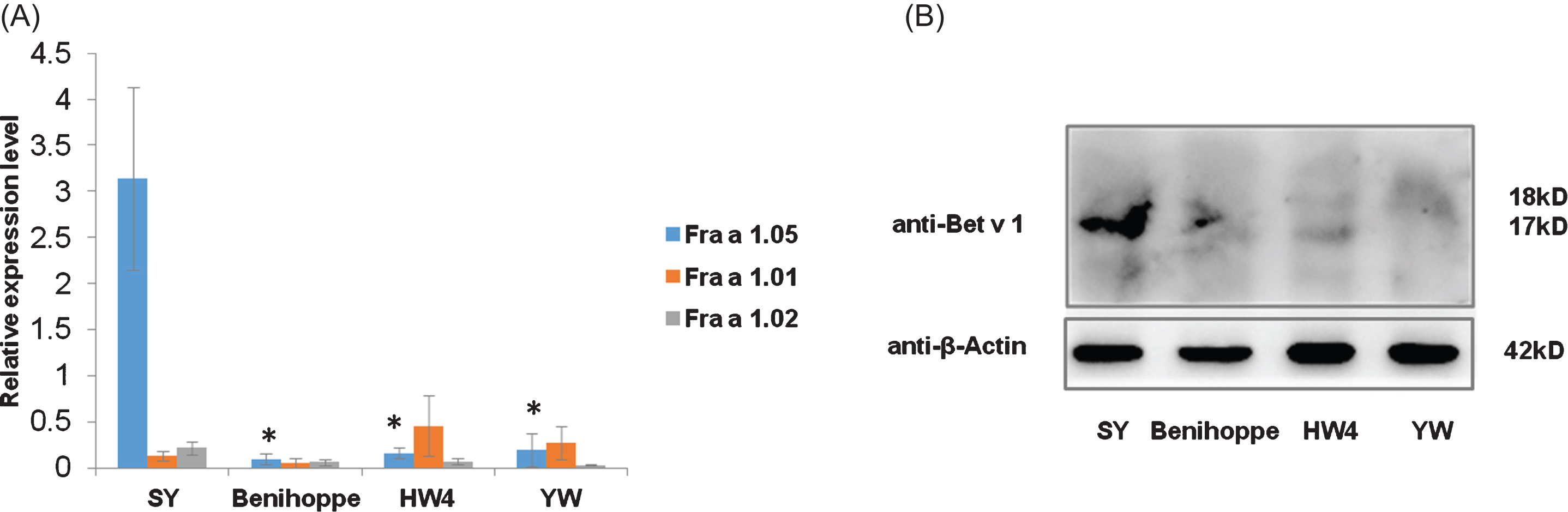 Measurement of potential allergen levels in four strawberry varieties. (A) Relative mRNA levels of Fra a 1.05, Fra a 1.01 and Fra a 1.02 in Benihoppe, SY, YW and HW4 measured by qRT-PCR. Data were shown as mean±standard deviation from three biological and three technical replicates. Asterisks indicated statistically significant differences (Student’s t-test, *P < 0.01). (B) Bet v 1 protein contents in fruits of Benihoppe, SY, YW and HW4 by immunoblotting analysis. Contents of Bet v 1 possible allergens in 20 ug of total proteins were examined by the antibody of Birch Bet v 1 allergen. Strawberry Bet v 1 homologous proteins were detected at 17∼18 kD. Fruit samples used were generated under the uniform natural conditions instead of artificially inoculated ones.