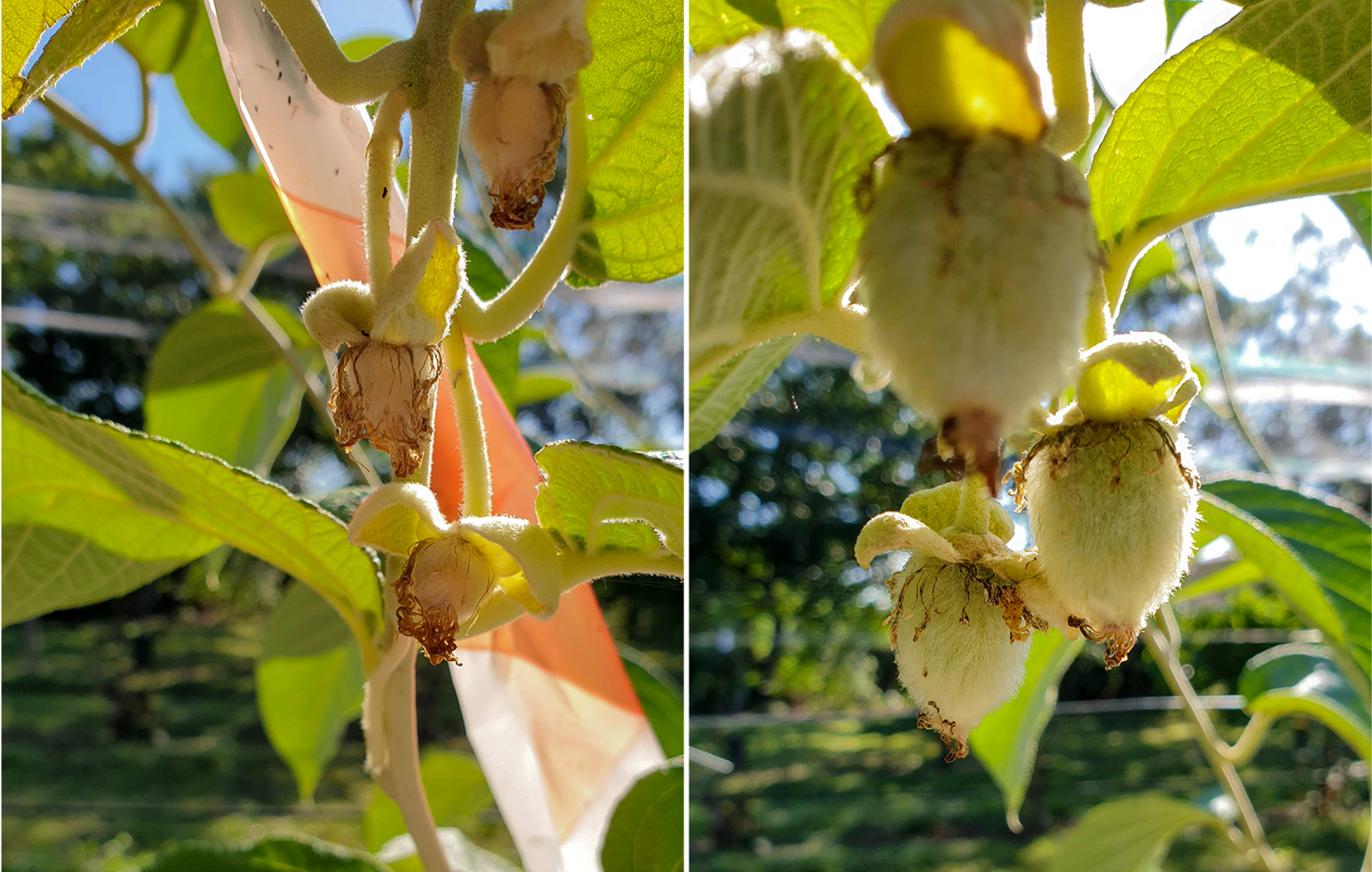 Pollen fertility controlled by FrBy gene. A comparison between A. eriantha selfed and open pollinated: fruit set failed after self-pollination of bag-isolated flowers on the left, while open-pollinated fruits are developing normally on the right. See text for details.
