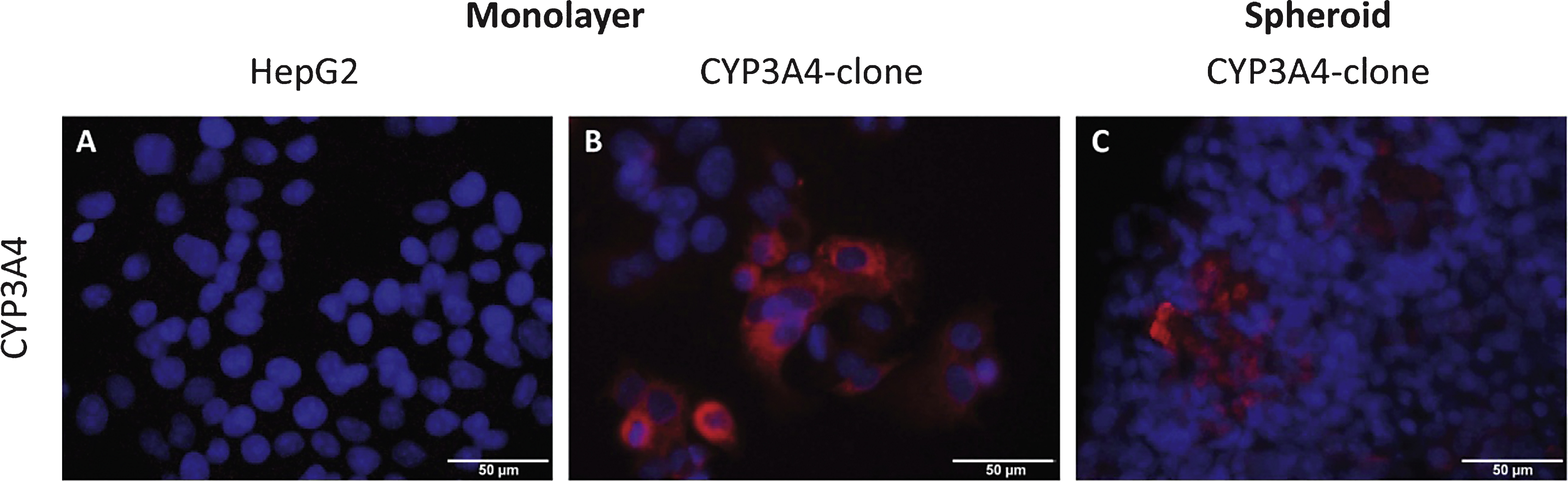 Immunofluorescence analysis of CYP3A4 overexpression in HepG2 clone 9. Cells were grown as monolayers or spheroids as described in the Materials and Methods section. Upon fixation for monolayer cells, or cryostat sectioning and fixation for spheroids, samples were stained with anti-CYP3A4 antibody and Cy3-conjugated secondary antibodies (red). Nuclei were stained with DAPI (blue). (A) HepG2 parental cells; (B) HepG2 CYP3A4-expressing clone 9 as monolayer; C) clone 9 spheroid. Scale bar 50 μm.
