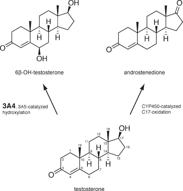 6β-hydroxytestosterone is the main biotransformation product of testosterone. Steroid hormone testosterone is involved in carbohydrate, fat and protein metabolism. In human liver, the predominant metabolite of testosterone is 6β-hydroxytestosterone, mainly produced by CYP3A4. Androstenedione formation and other testosterone hydroxylations are catalyzed by various CYP enzymes, but normally occur at much lower ratio than the main product.