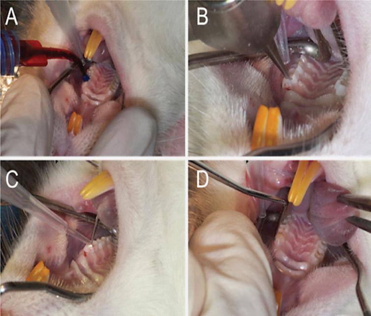 Stem cell implantation into the left molar of the upper jaw of a rat: (A) etching of the occlusal surface of the first molar, (B) tooth trepanation by drilling, (C) covering the implanted cells with a collagenous membrane, (D) closing the access cavity with a light-curing dental composite resin.
