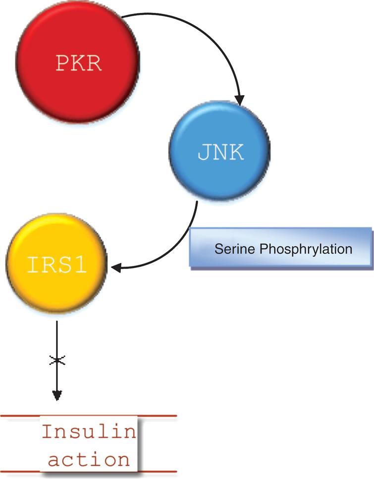 PKR induced modification of insulin action [22].