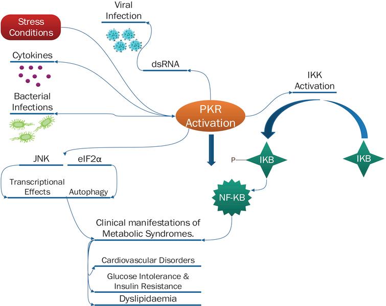 Different pathways of PKR activation [3].
