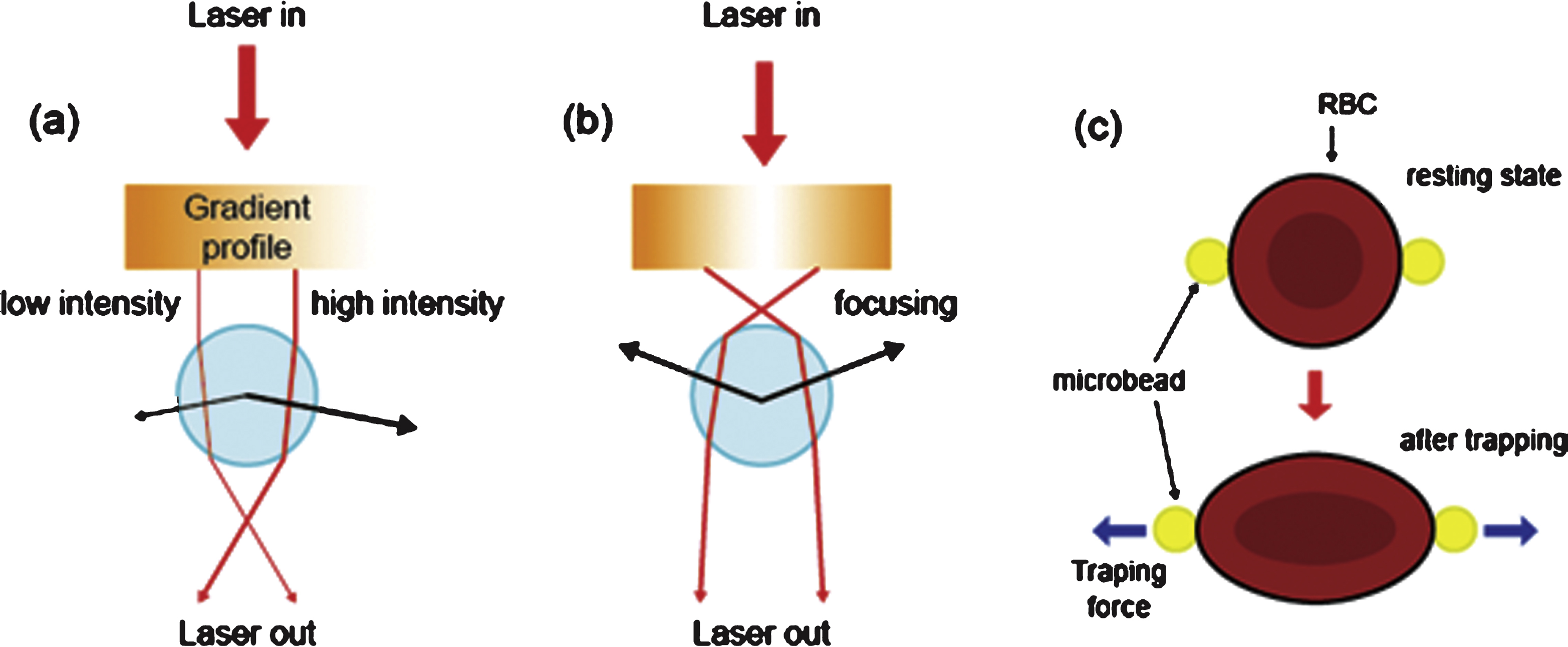 Optical tweezers used for measuring the deformability of red blood cells (RBCs) with focused laser beams that transfer (a) linear momentum or (b) angular momentum of light. (c) To measure the shear modulus of the RBCs, two microbeads are attached to the opposite sides of a RBC.