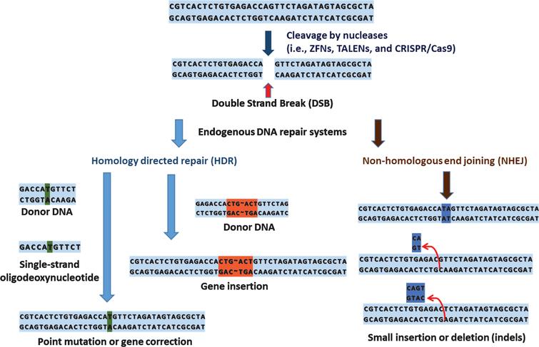 Schematics of genome editing process.