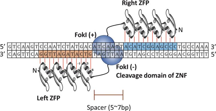 ZFN dimerize on the spacer sequence via sequence-specific interaction between ZFP and DNA. Amino acids inpositions −1, 3, and 6 on the α-helix recognizes and contact 3 base pairs in the major groove of DNA. FokI cleavage domains from each ZFN dimerize over the spacer sequence to facilitate DBS.